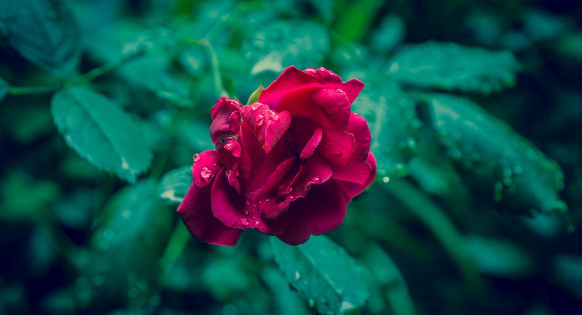 Red Rose and Green Leaves at 1152 x 864 size wallpapers HD quality