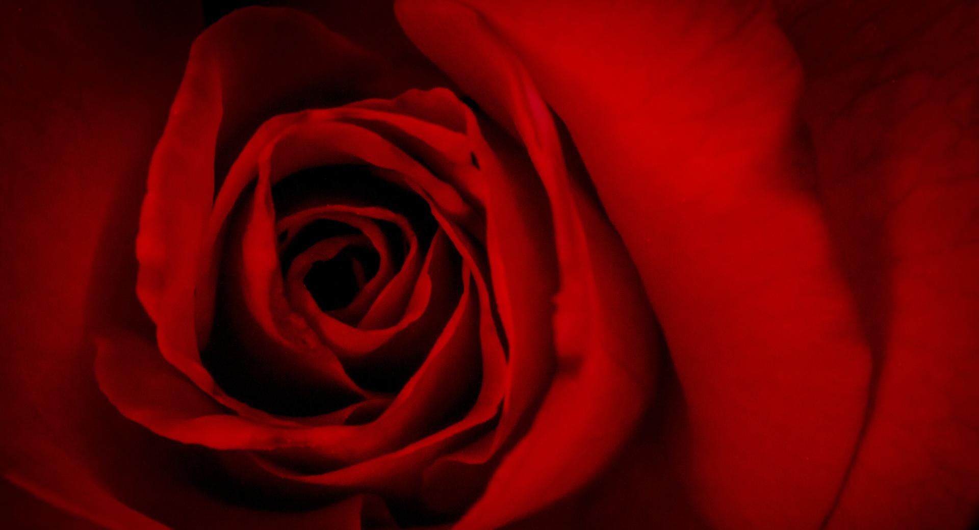 Red Rose Valentines Day at 640 x 1136 iPhone 5 size wallpapers HD quality