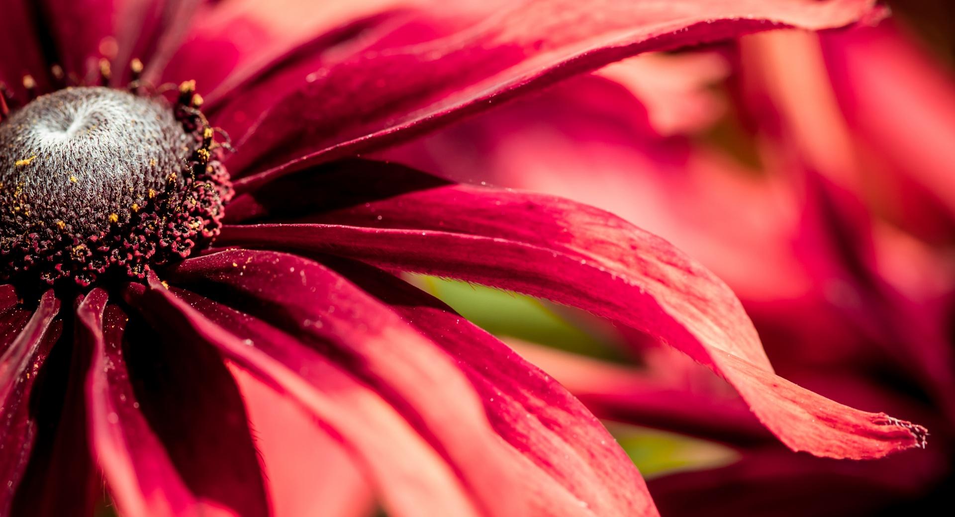 Red Rudbeckia Closeup at 1024 x 1024 iPad size wallpapers HD quality