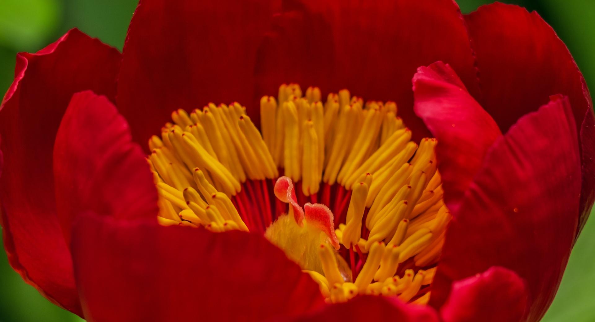 Red Small Flower Macro at 320 x 480 iPhone size wallpapers HD quality