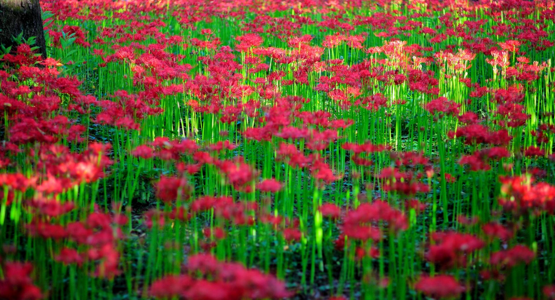 Red Spider Lily Field wallpapers HD quality