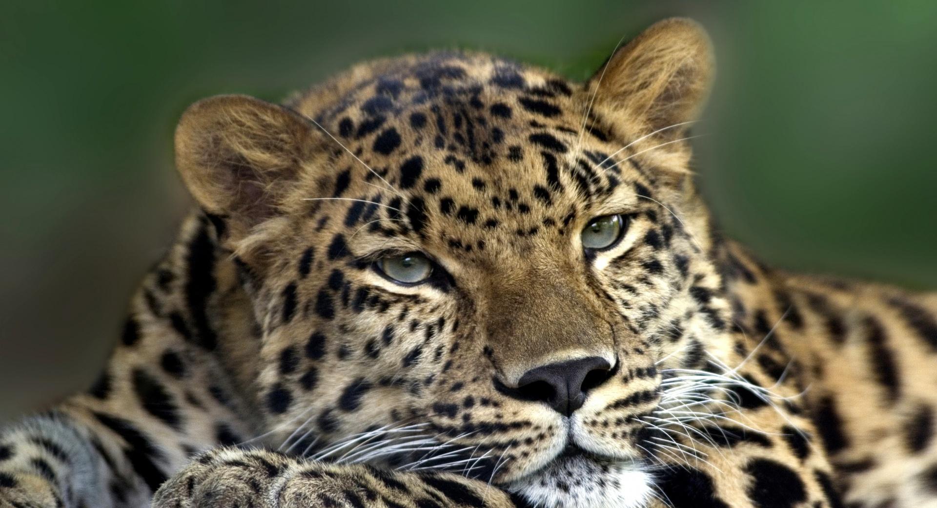 Resting Leopard at 1024 x 768 size wallpapers HD quality