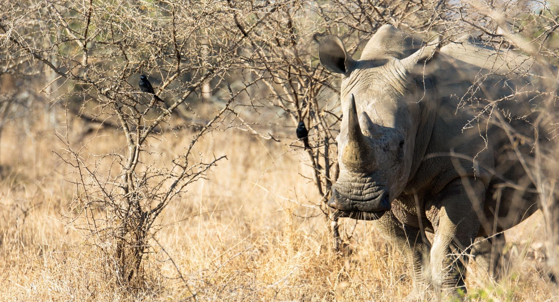 Rhino Animal at 750 x 1334 iPhone 6 size wallpapers HD quality