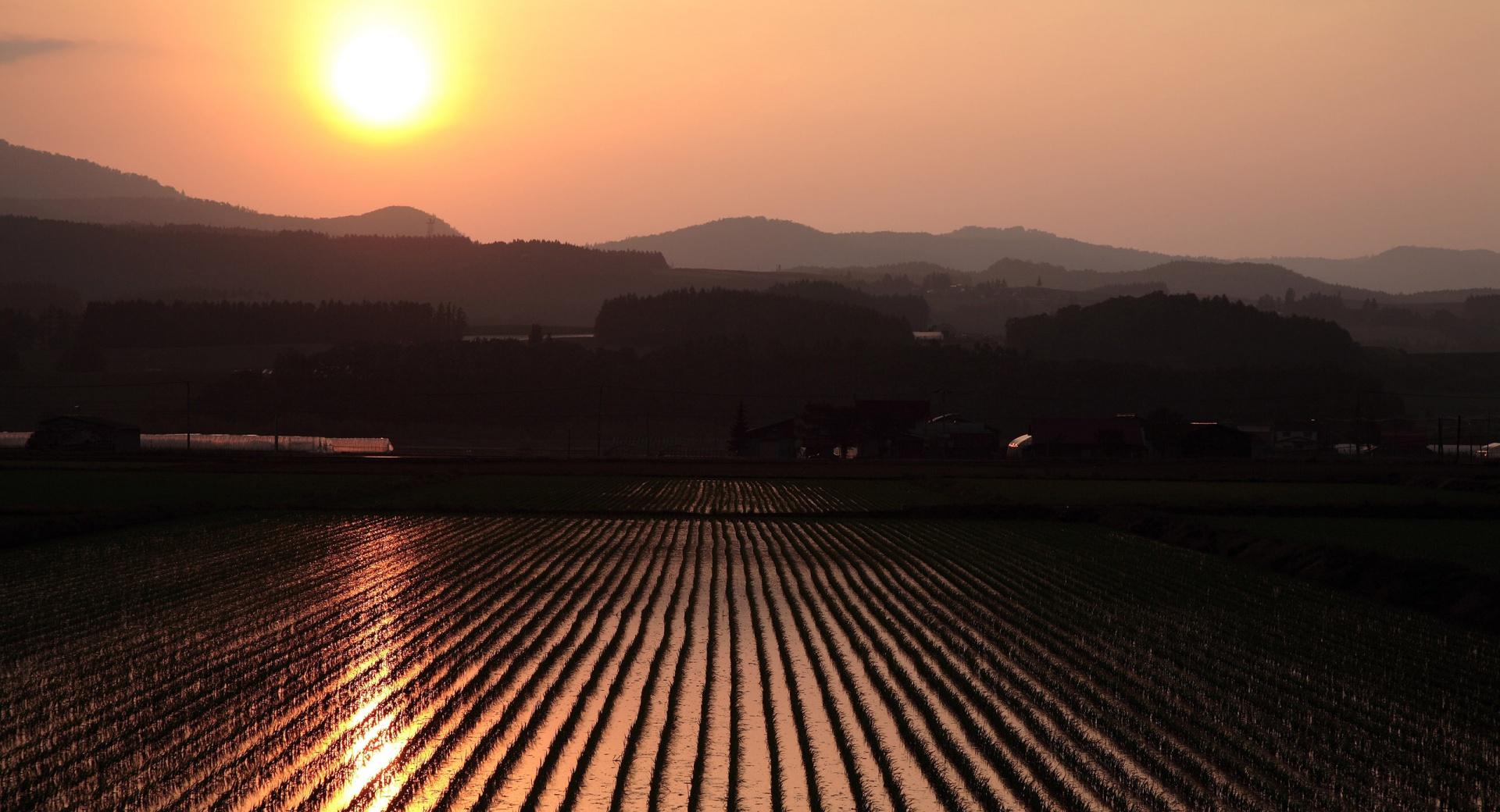 Rice Field at 320 x 480 iPhone size wallpapers HD quality