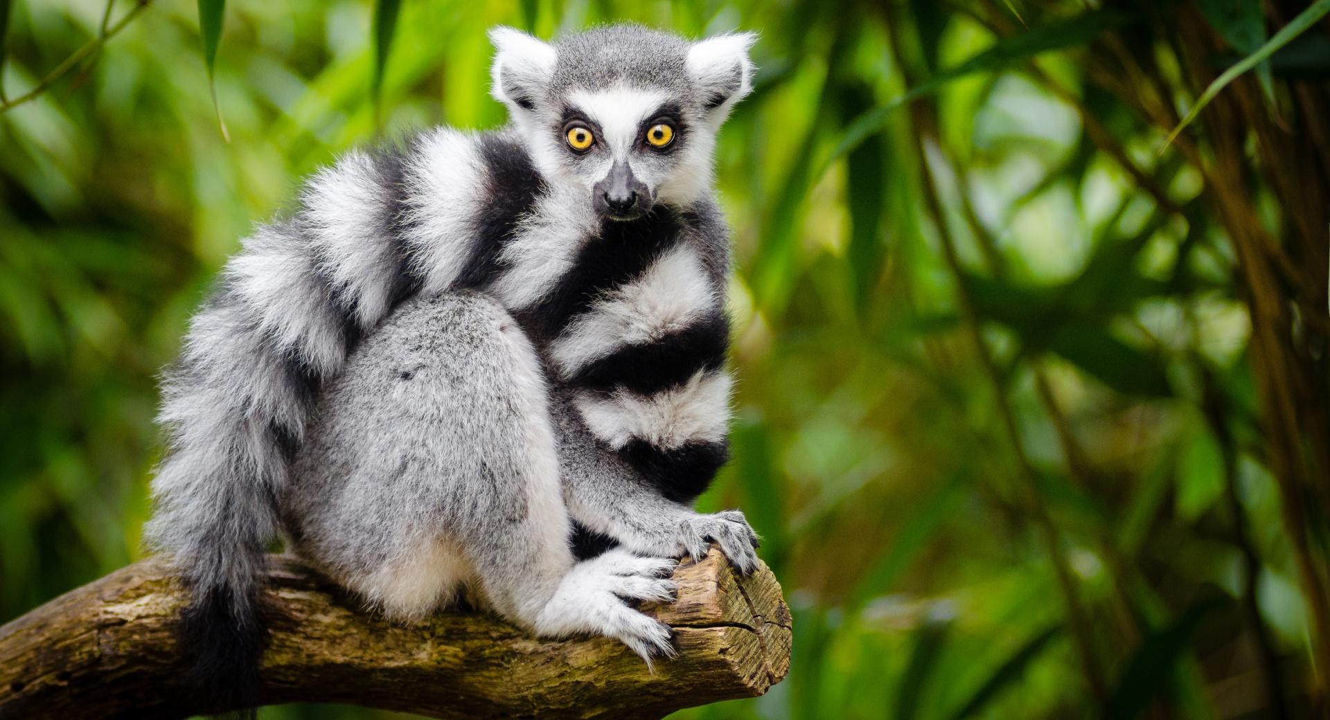 Ring Tailed Lemur wallpapers HD quality