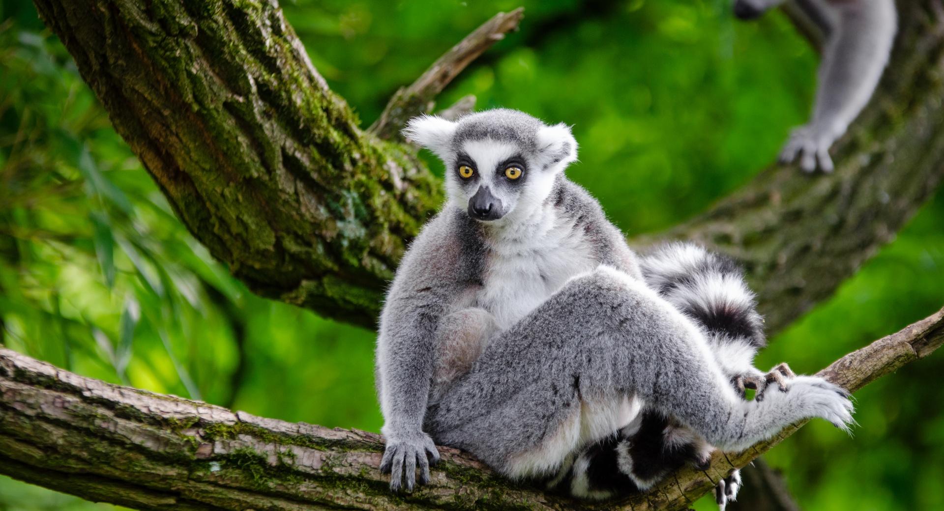 Ring Tailed Lemur in Tree wallpapers HD quality
