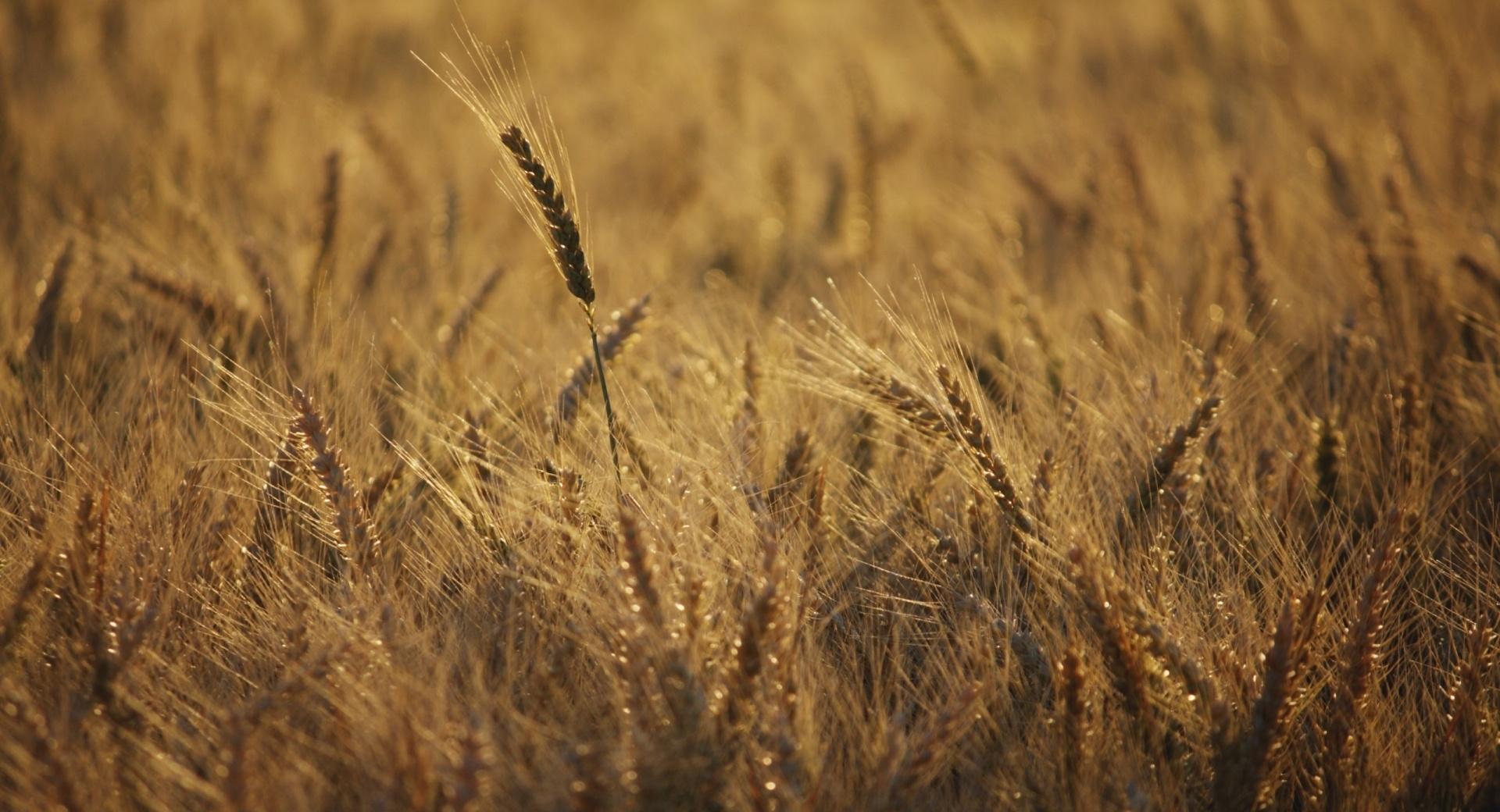 Ripe Wheat Field, Summer at 1600 x 1200 size wallpapers HD quality