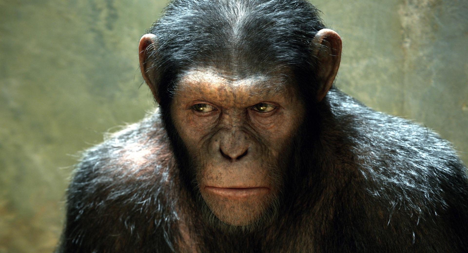 Rise of the Planet of the Apes (2011) at 320 x 480 iPhone size wallpapers HD quality
