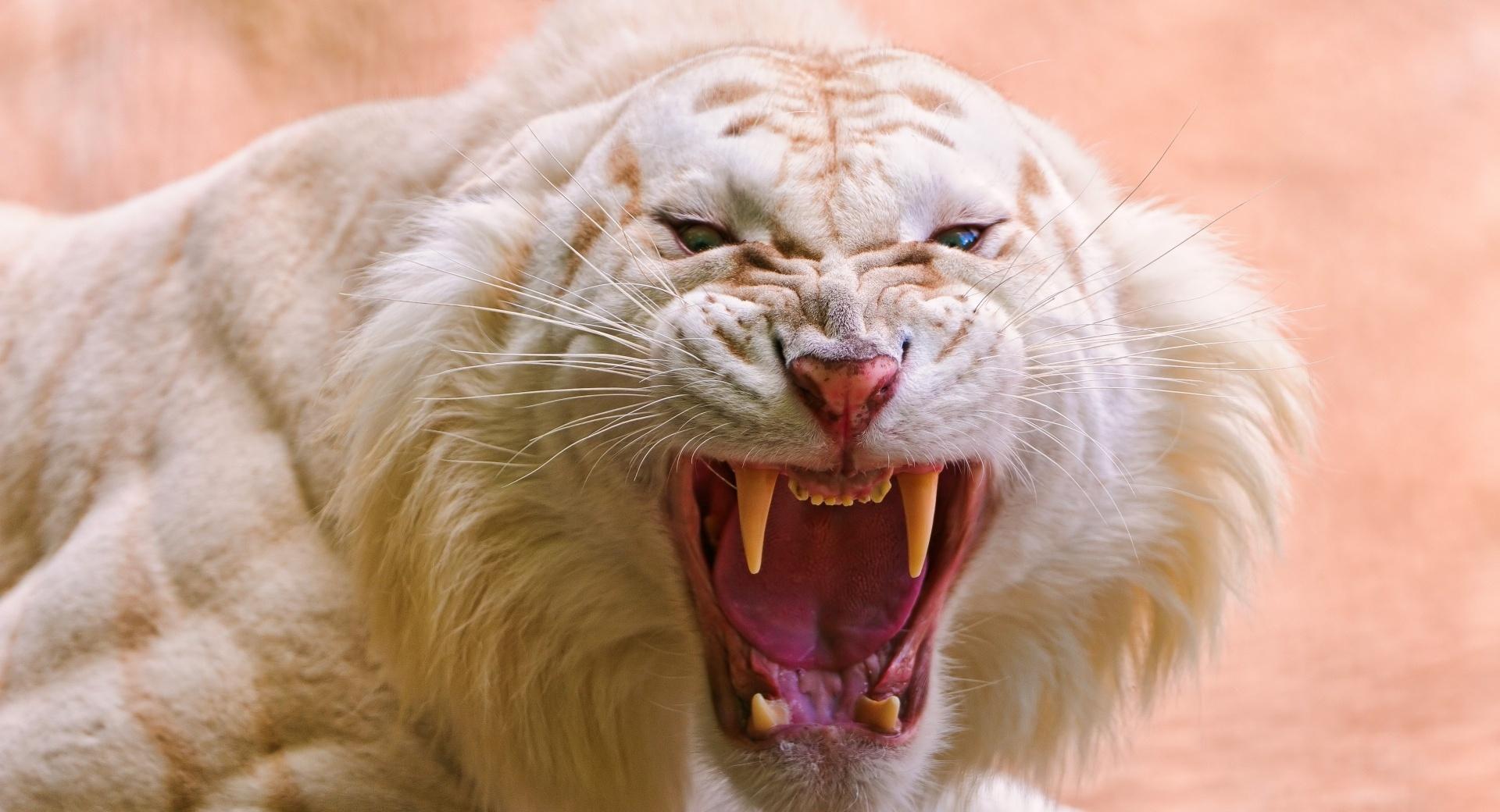 Roaring White Tiger at 1600 x 1200 size wallpapers HD quality