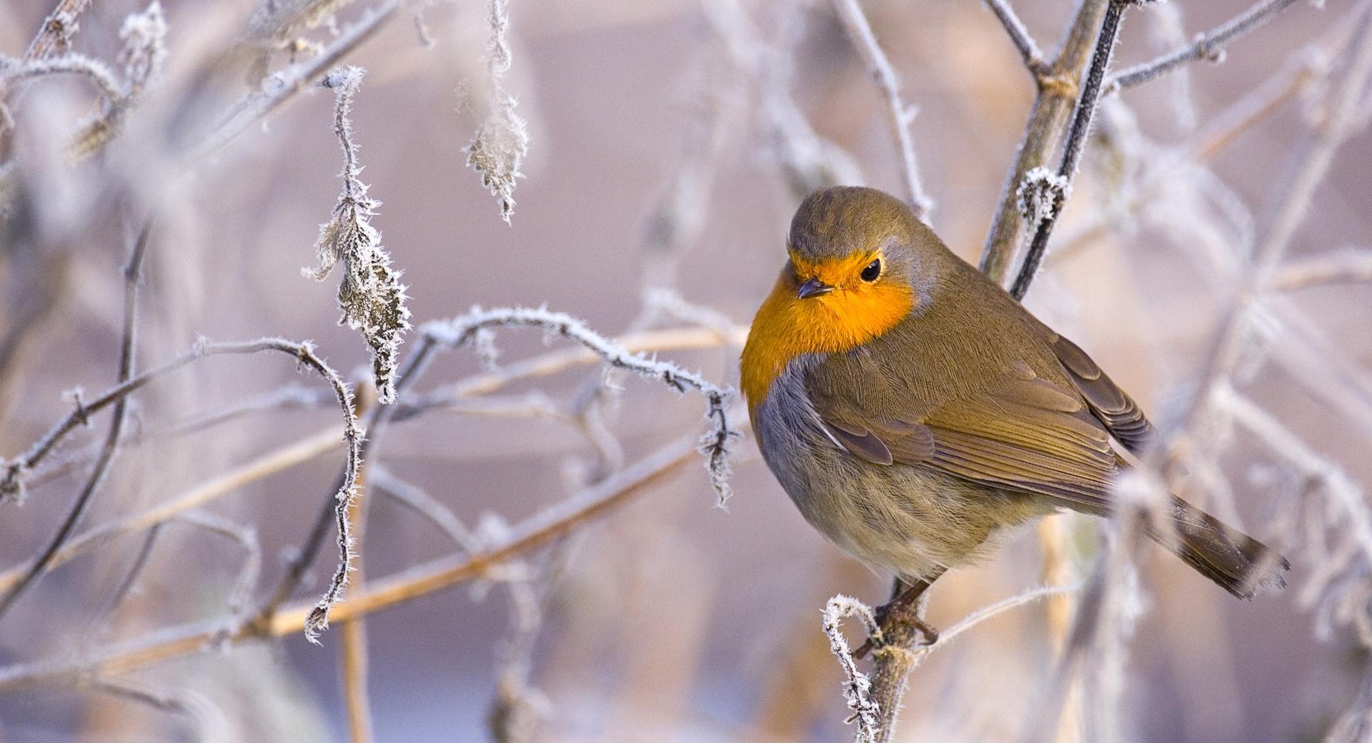 Robin Bird, Winter wallpapers HD quality