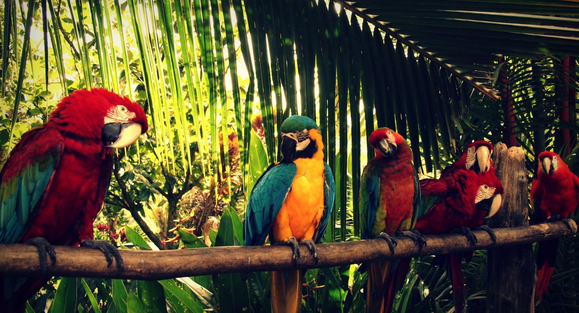 Royal Parrot at 640 x 1136 iPhone 5 size wallpapers HD quality