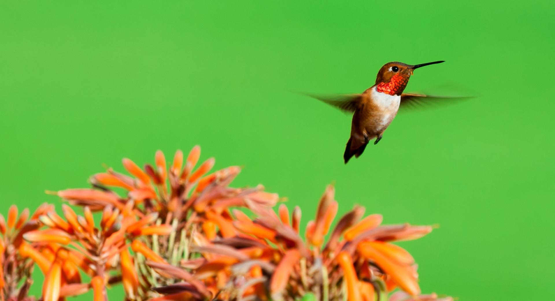 Rufous Hummingbird, Aloe Flowers at 640 x 960 iPhone 4 size wallpapers HD quality