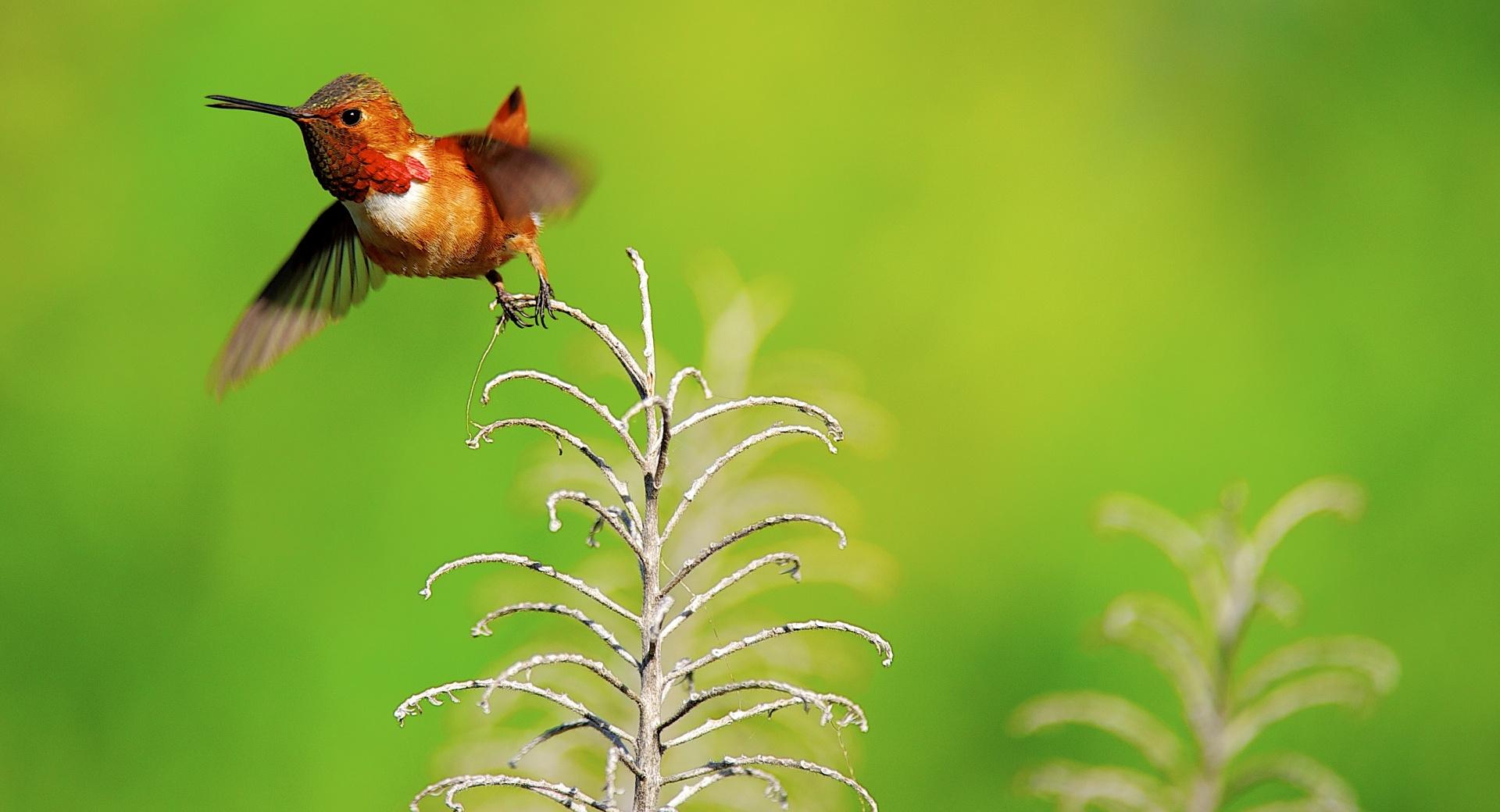 Rufous Hummingbird Male at 1024 x 1024 iPad size wallpapers HD quality