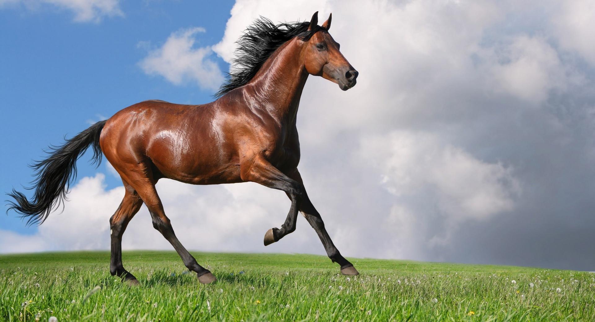 Running Horse at 1600 x 1200 size wallpapers HD quality
