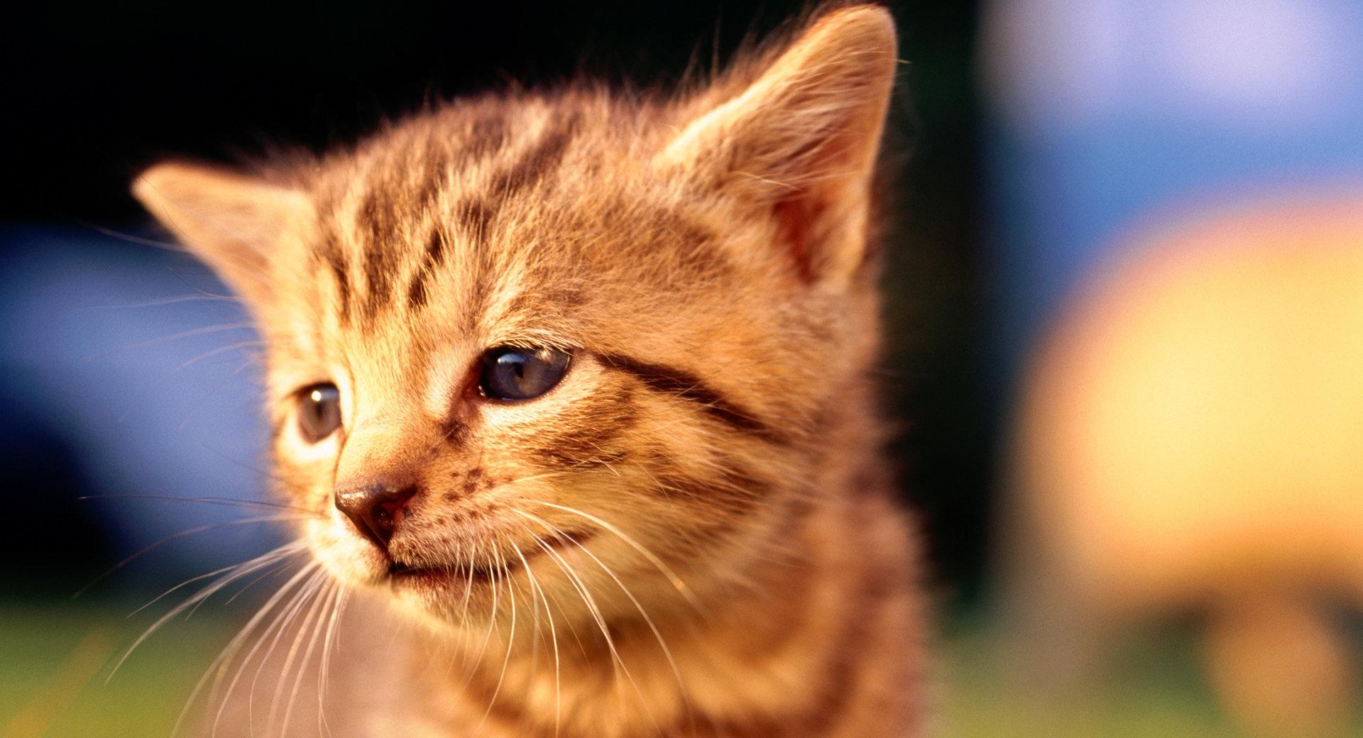 Sad Kitten Face at 1024 x 768 size wallpapers HD quality