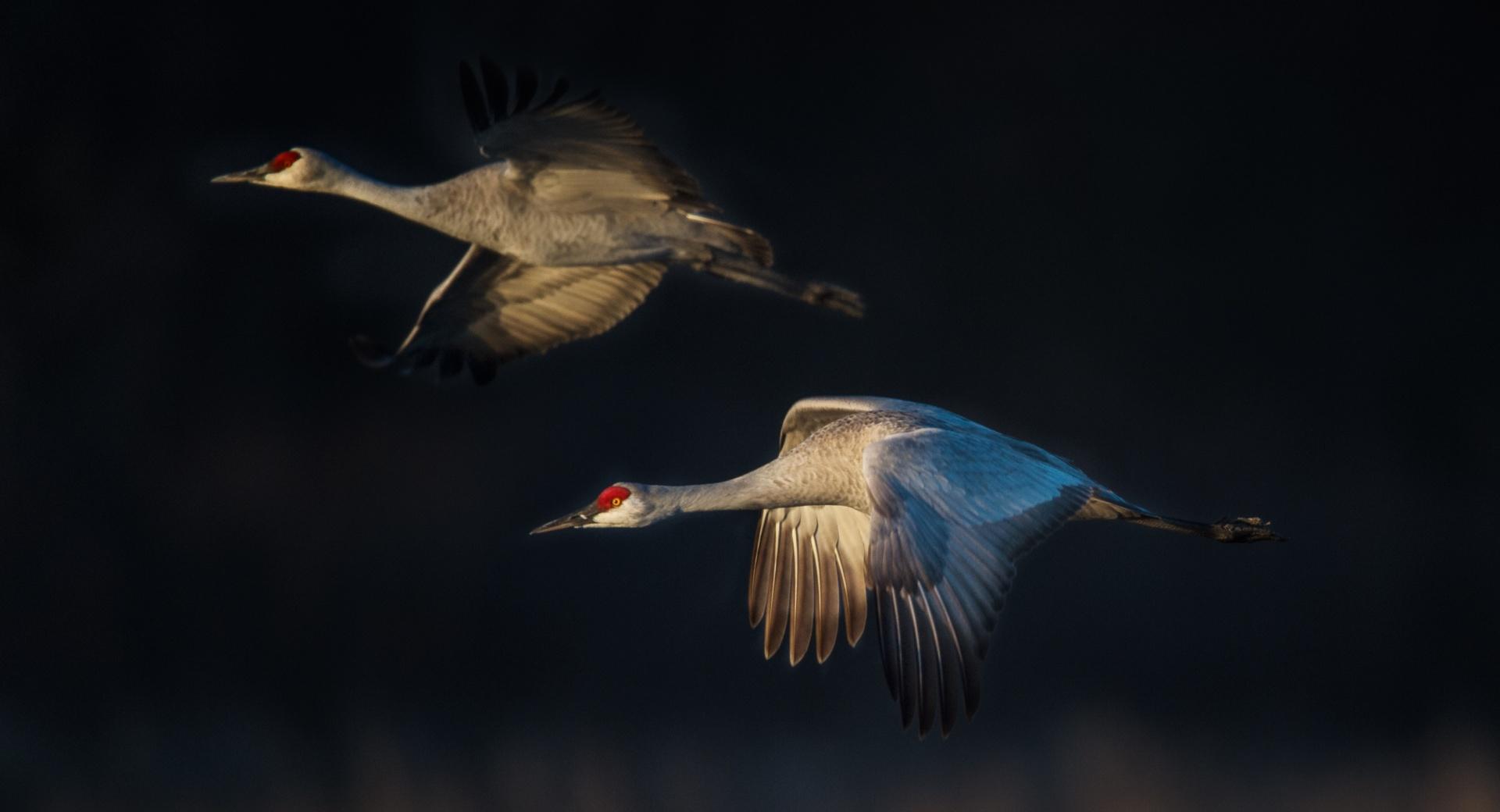 Sandhill Cranes in Flight at 1024 x 1024 iPad size wallpapers HD quality