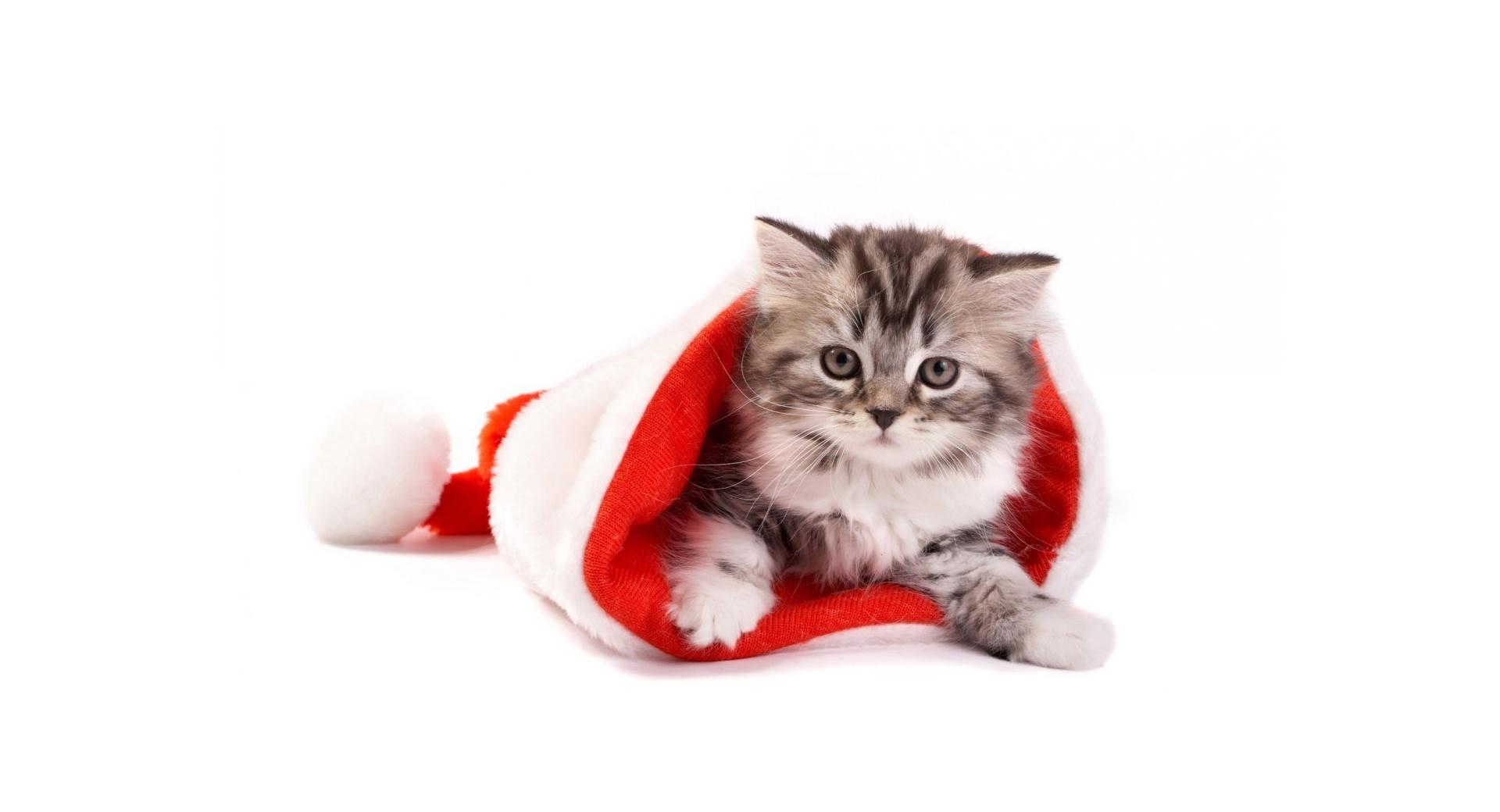 Santa Cat at 1024 x 768 size wallpapers HD quality