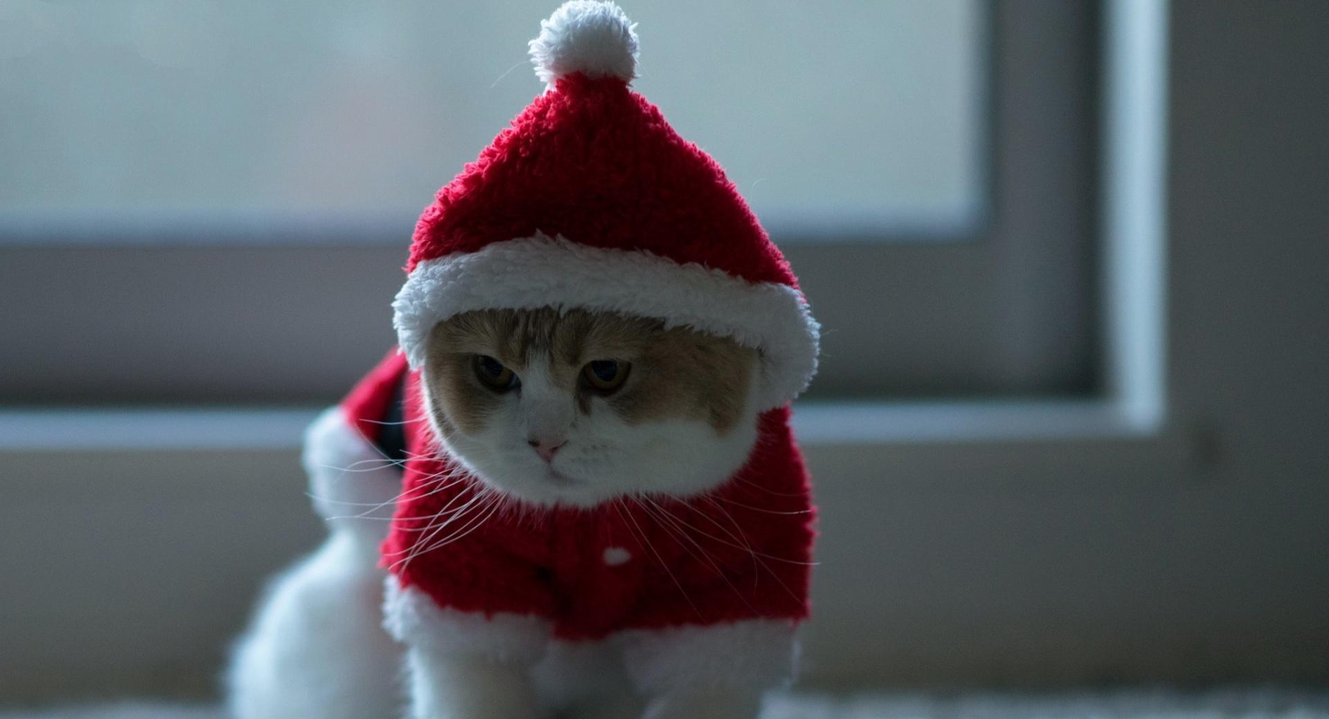 Santa Claus Cat at 750 x 1334 iPhone 6 size wallpapers HD quality