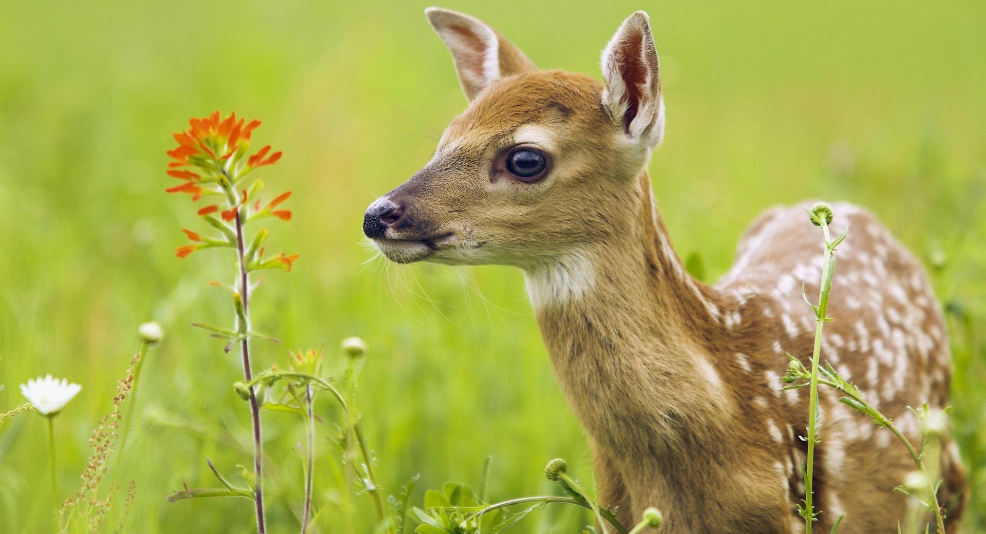 Scared Baby Deer at 1024 x 1024 iPad size wallpapers HD quality
