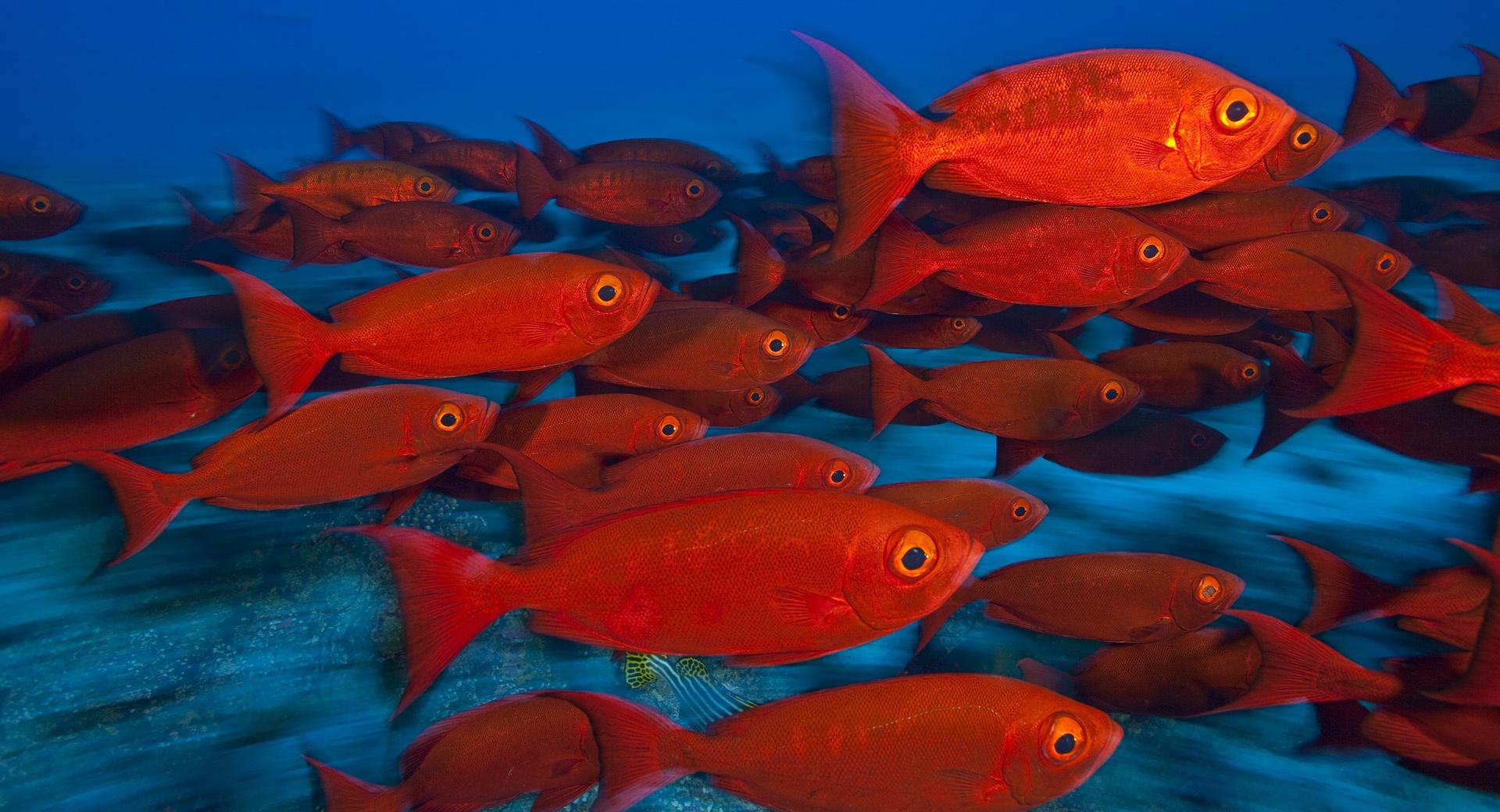 School Of Fish, Maldives at 1024 x 1024 iPad size wallpapers HD quality