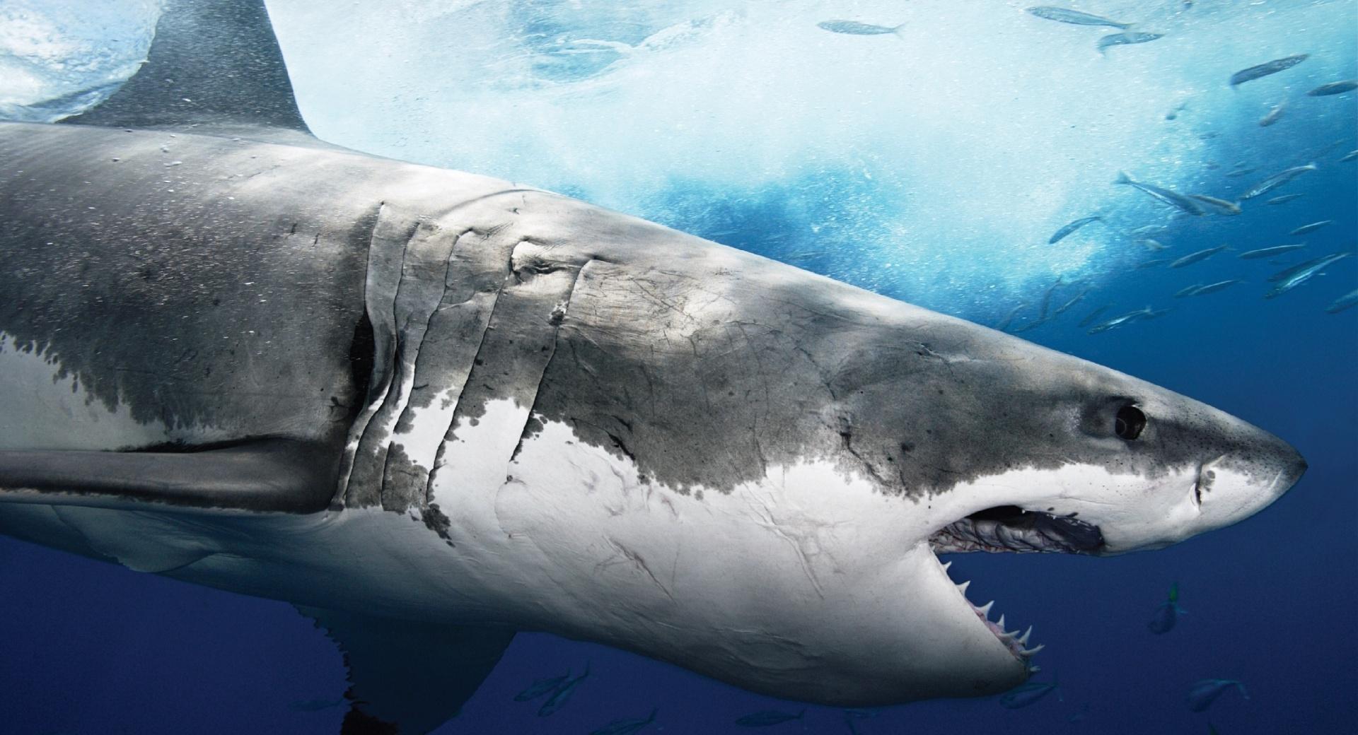 Sea Predator Shark at 1024 x 1024 iPad size wallpapers HD quality