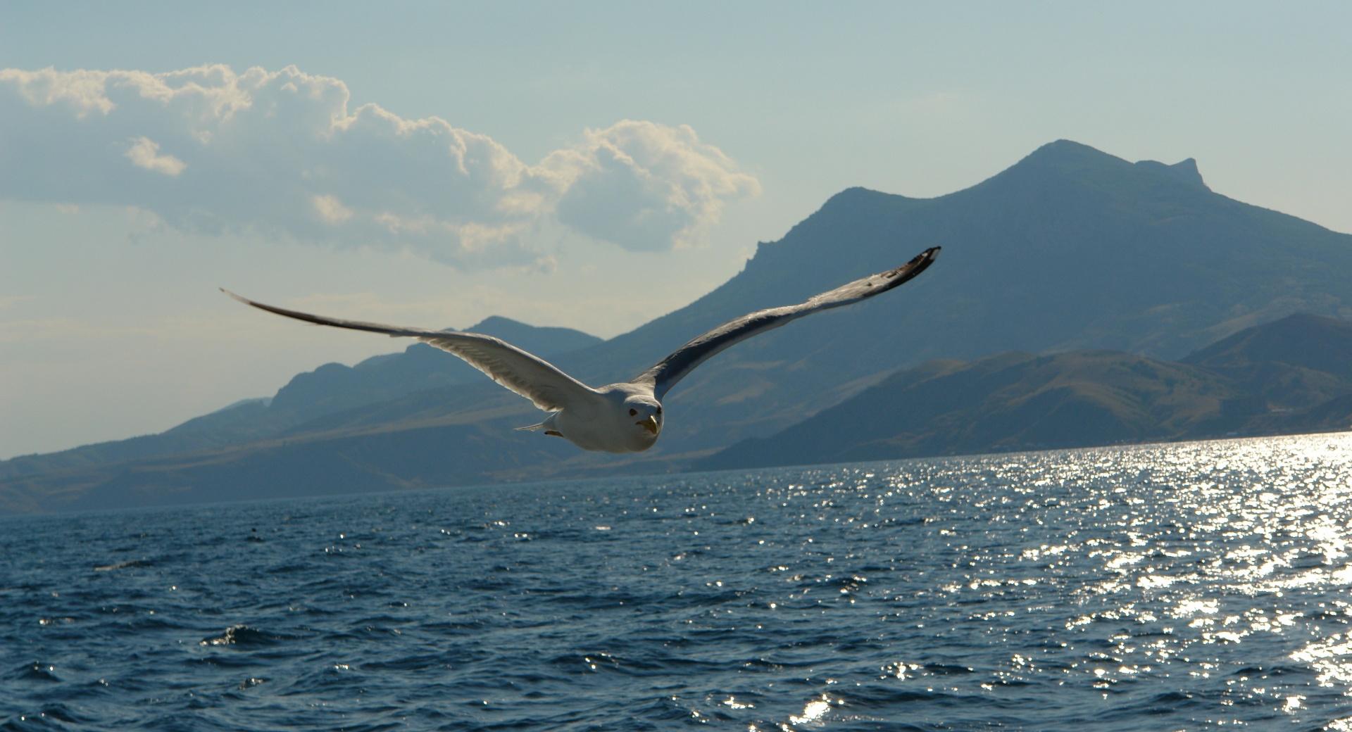 Seagull Above Lake at 1280 x 960 size wallpapers HD quality