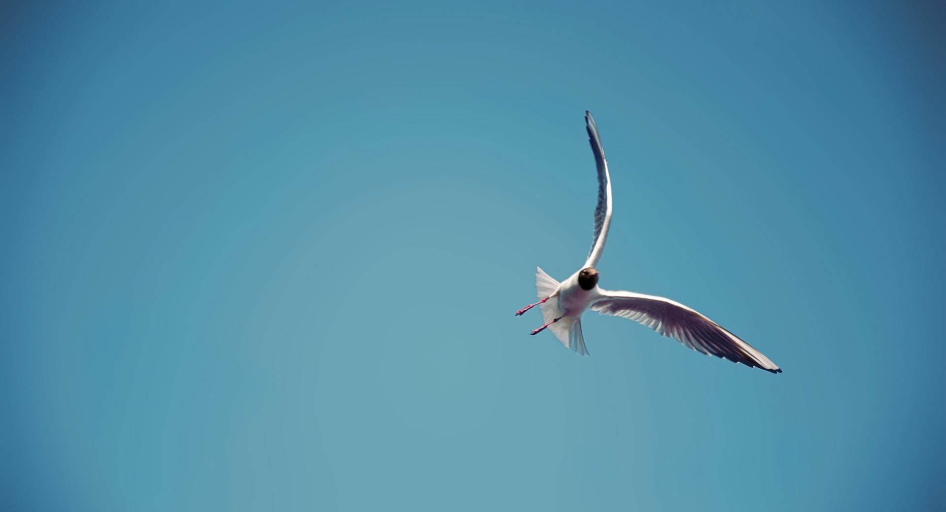 Seagull Flight at 1152 x 864 size wallpapers HD quality