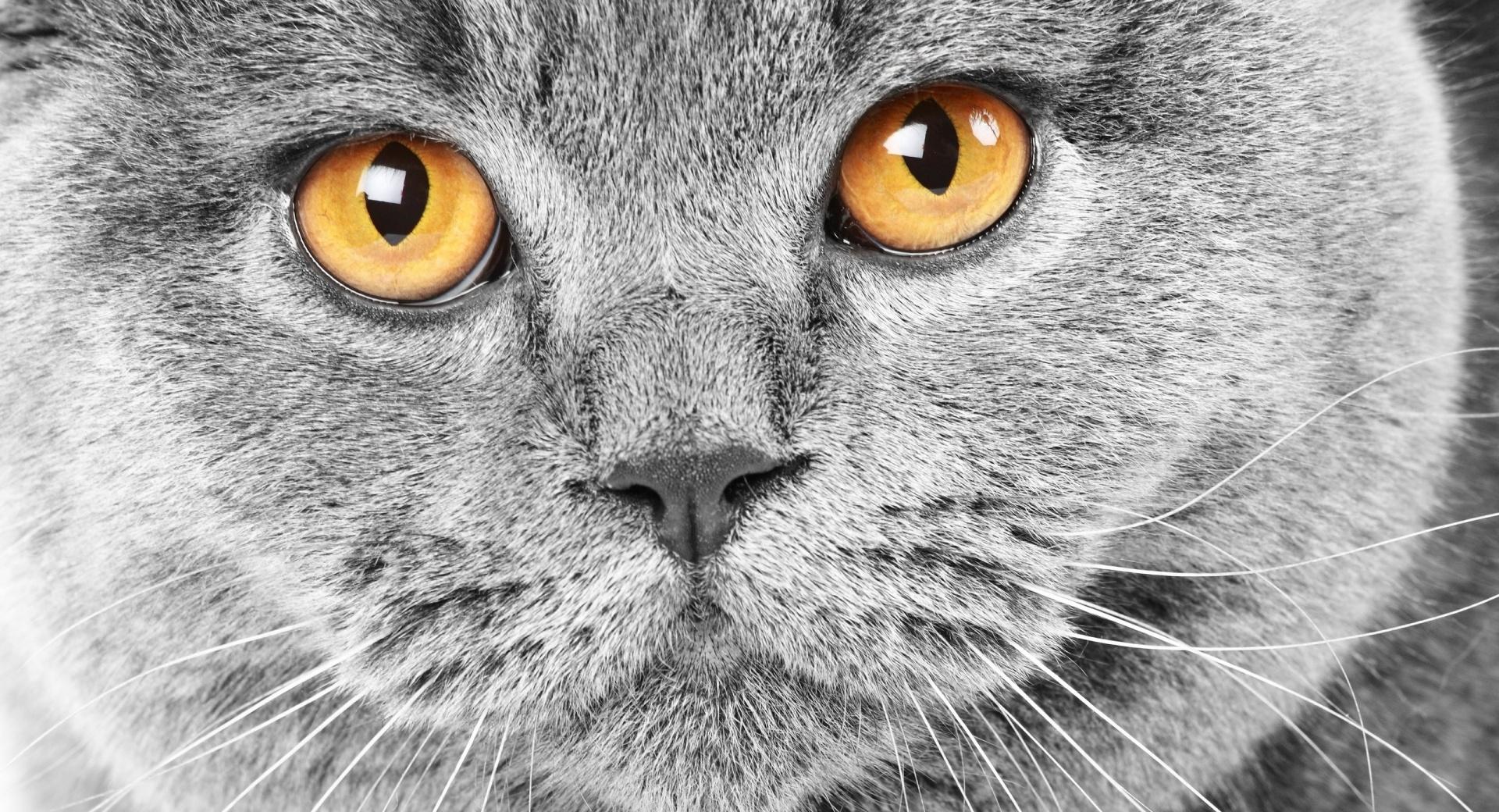 Serious Grey Cat at 1280 x 960 size wallpapers HD quality