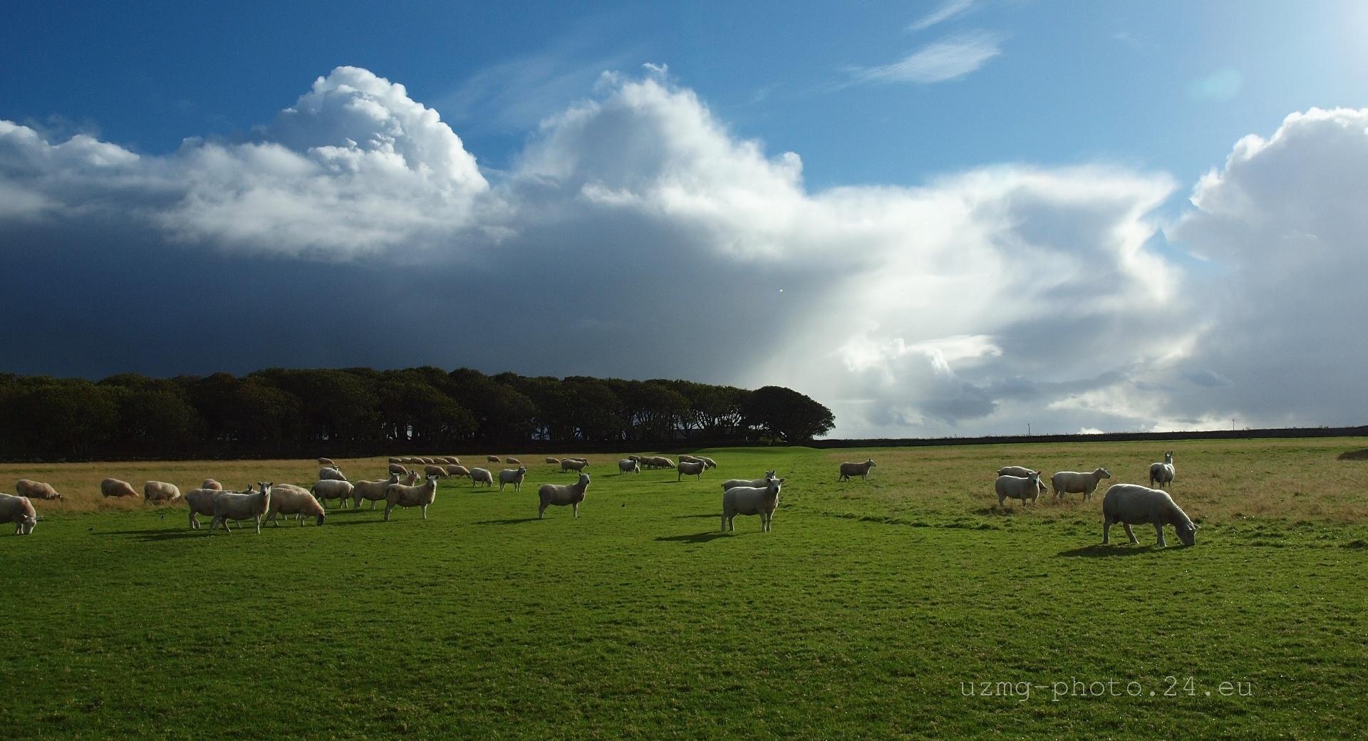 Sheep Grazing at 1152 x 864 size wallpapers HD quality