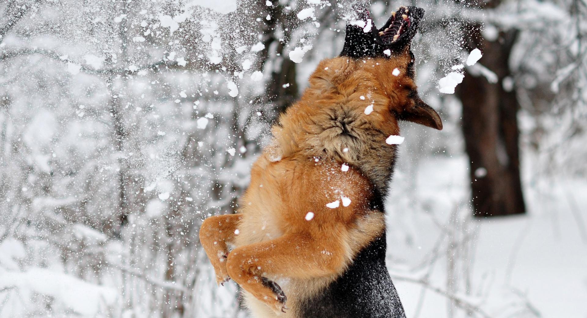 Shepherd Playing With Snow at 2048 x 2048 iPad size wallpapers HD quality