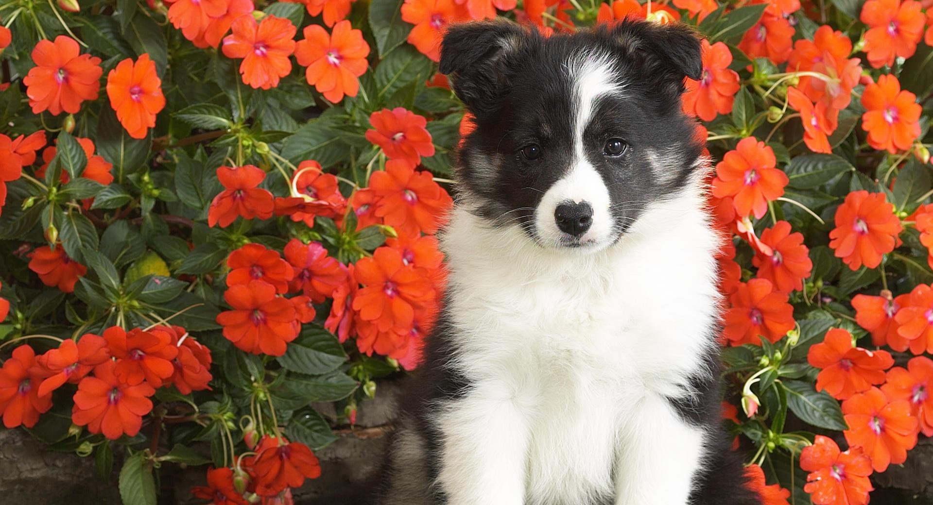 Shetland Sheepdog Puppy at 1600 x 1200 size wallpapers HD quality