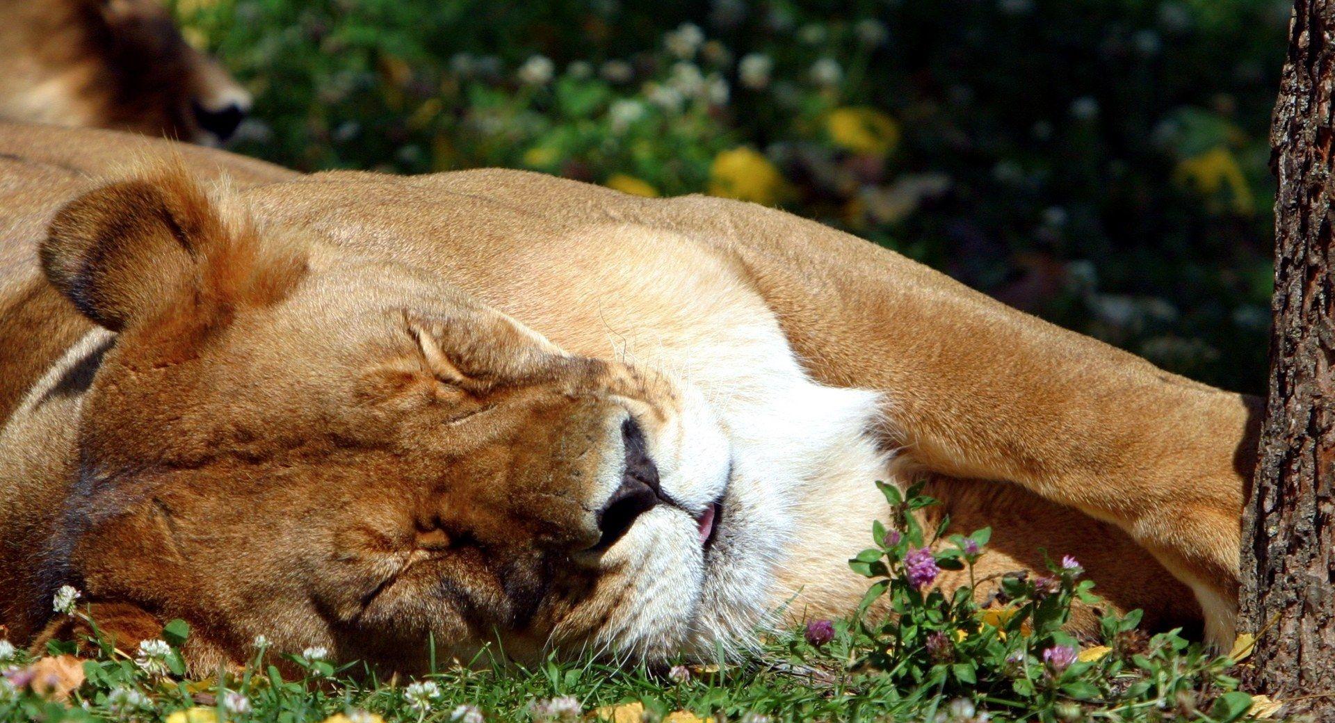 Sleeping Female Lion at 1152 x 864 size wallpapers HD quality
