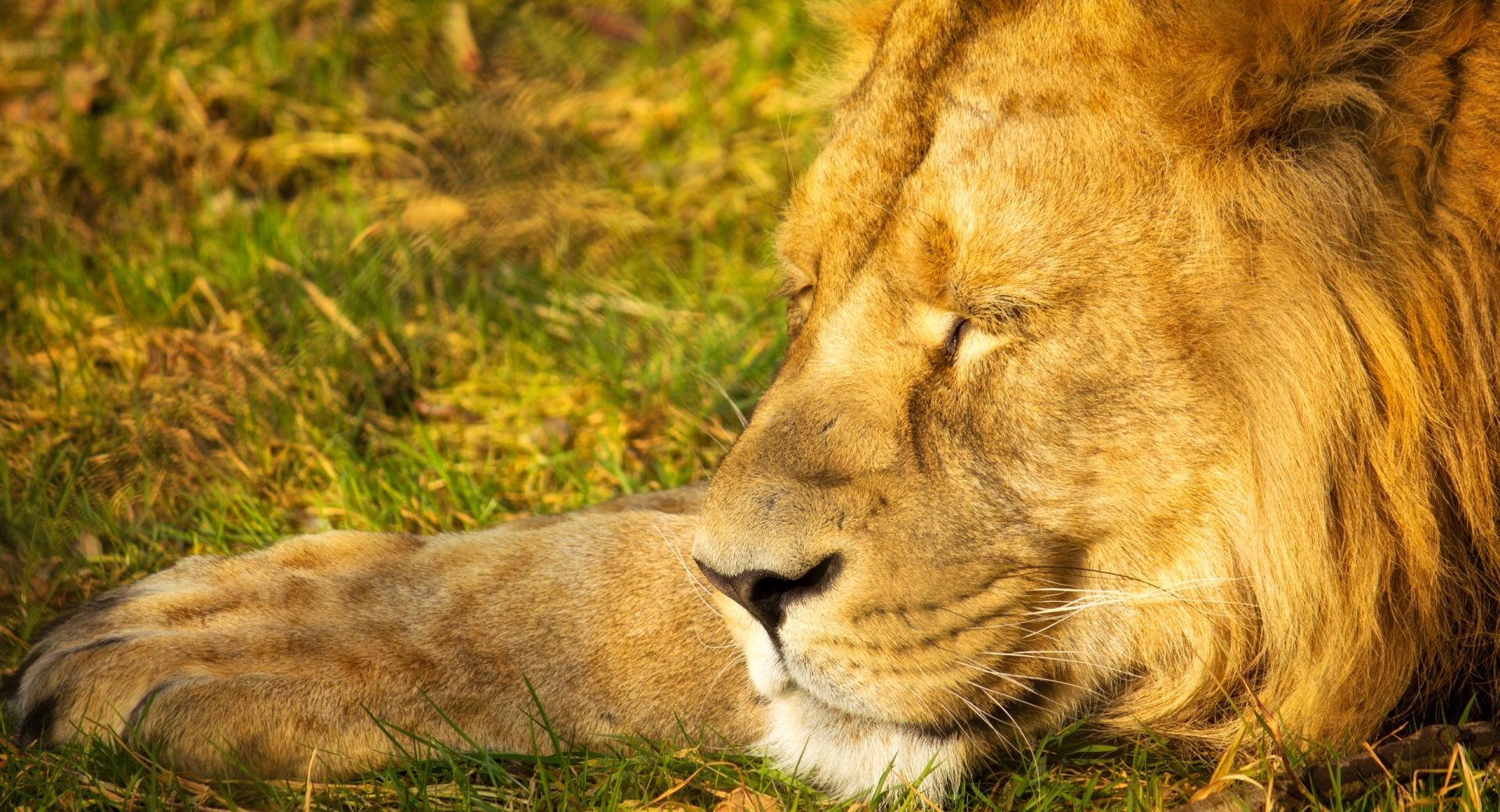 Sleeping Lion wallpapers HD quality