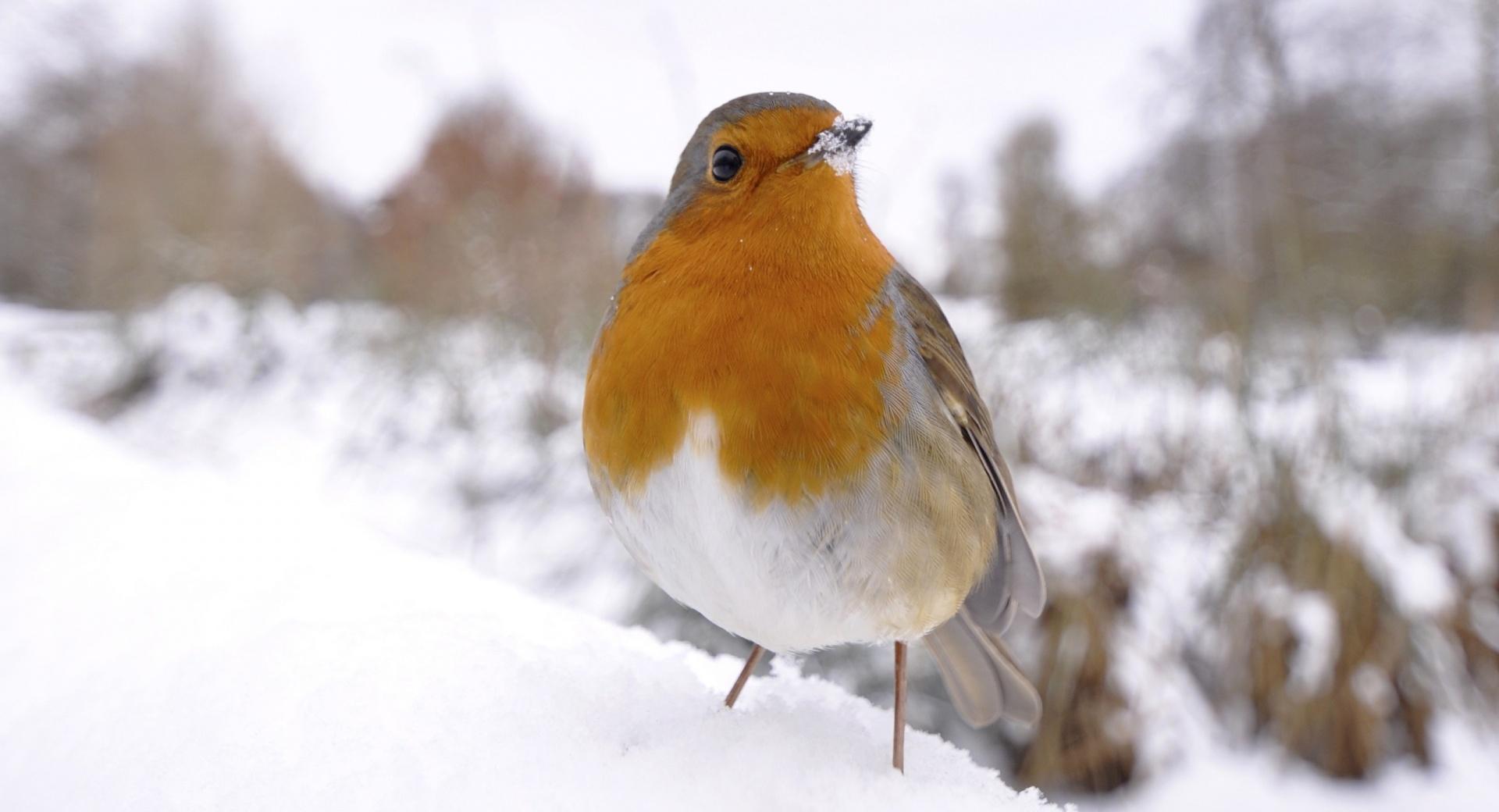 Small Bird In Snow at 1152 x 864 size wallpapers HD quality