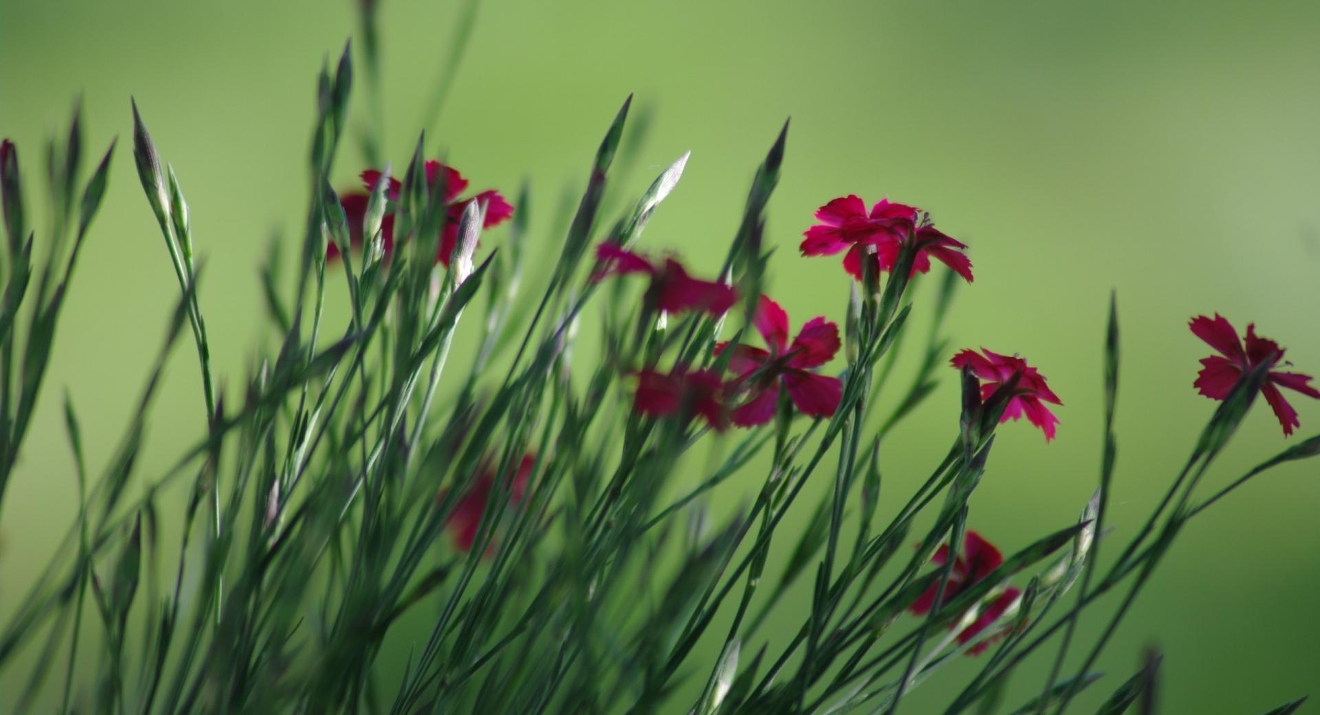 Small Field Flowers at 640 x 1136 iPhone 5 size wallpapers HD quality
