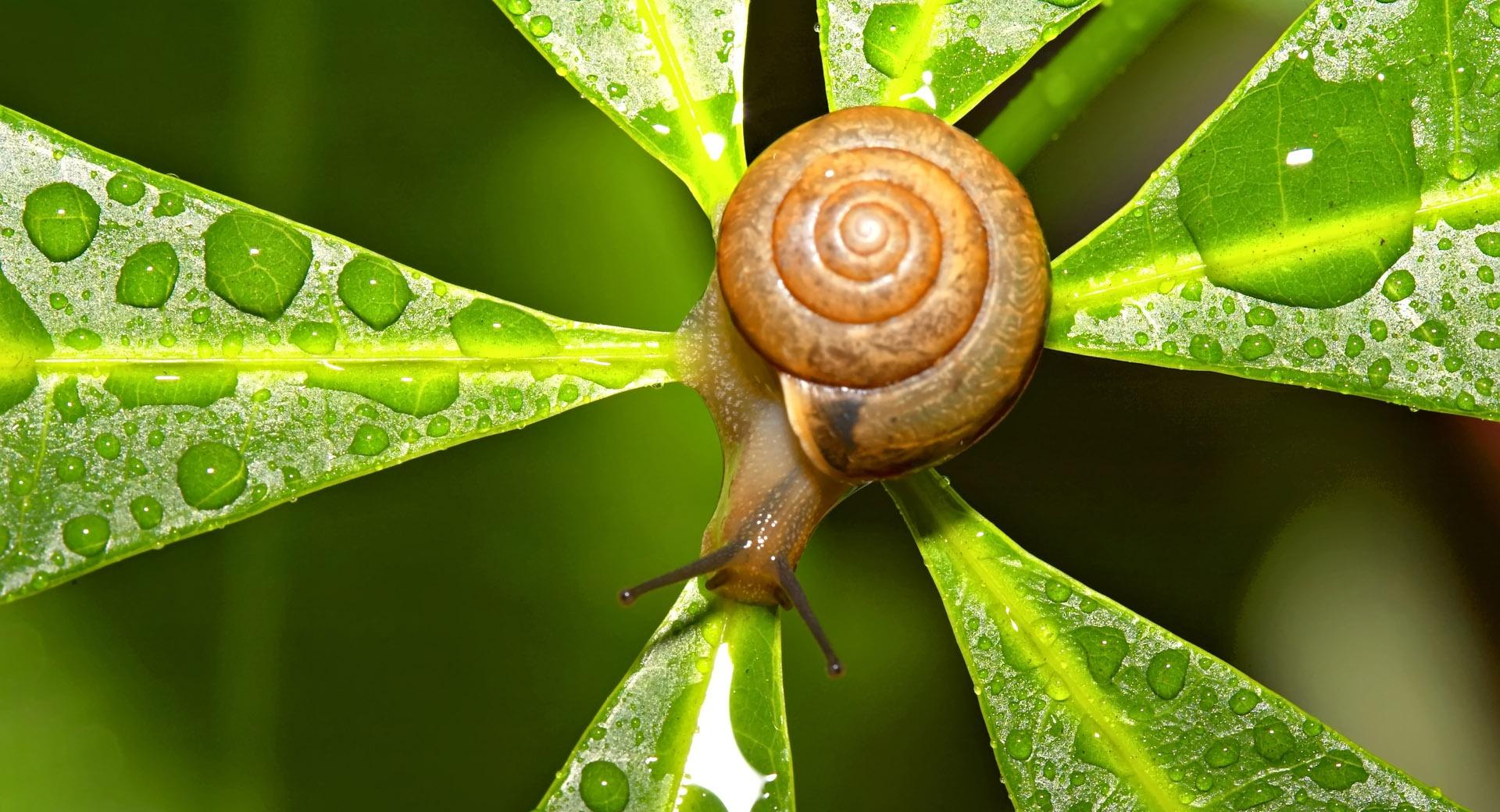 Snail After The Rain at 1024 x 1024 iPad size wallpapers HD quality