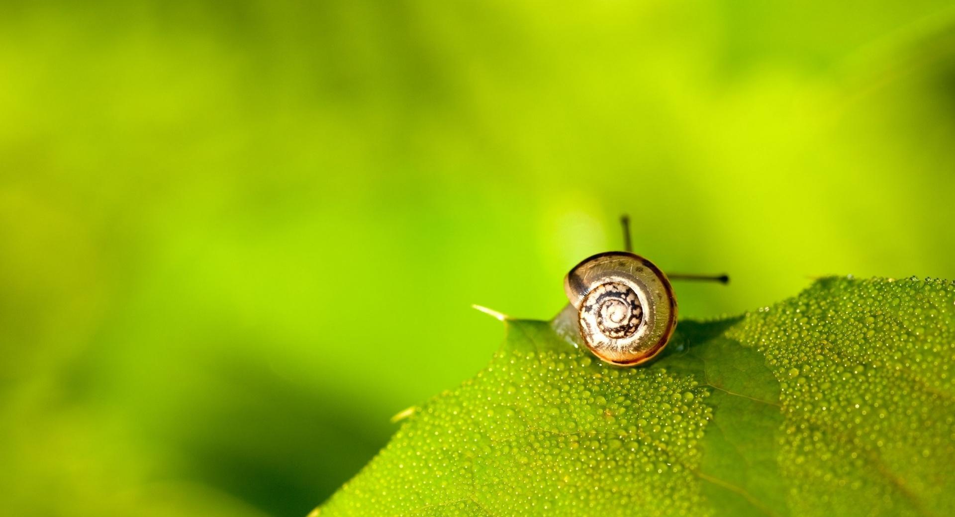 Snail On Leaf at 1024 x 1024 iPad size wallpapers HD quality