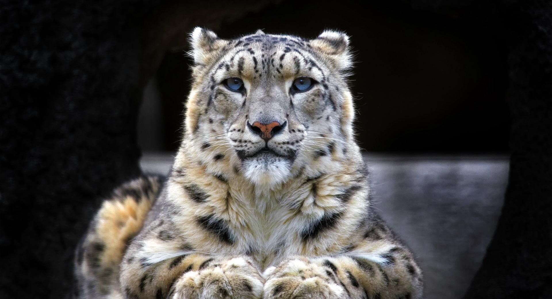 Snow Leopard Sitting On A Rock at 1024 x 768 size wallpapers HD quality