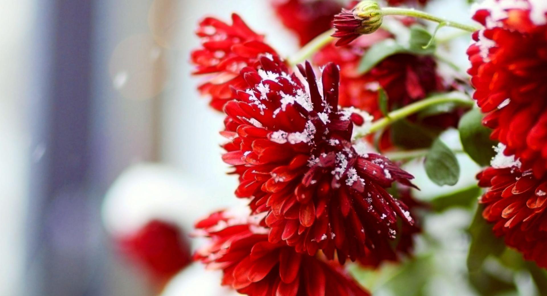 Snow Over Red Flowers at 1280 x 960 size wallpapers HD quality