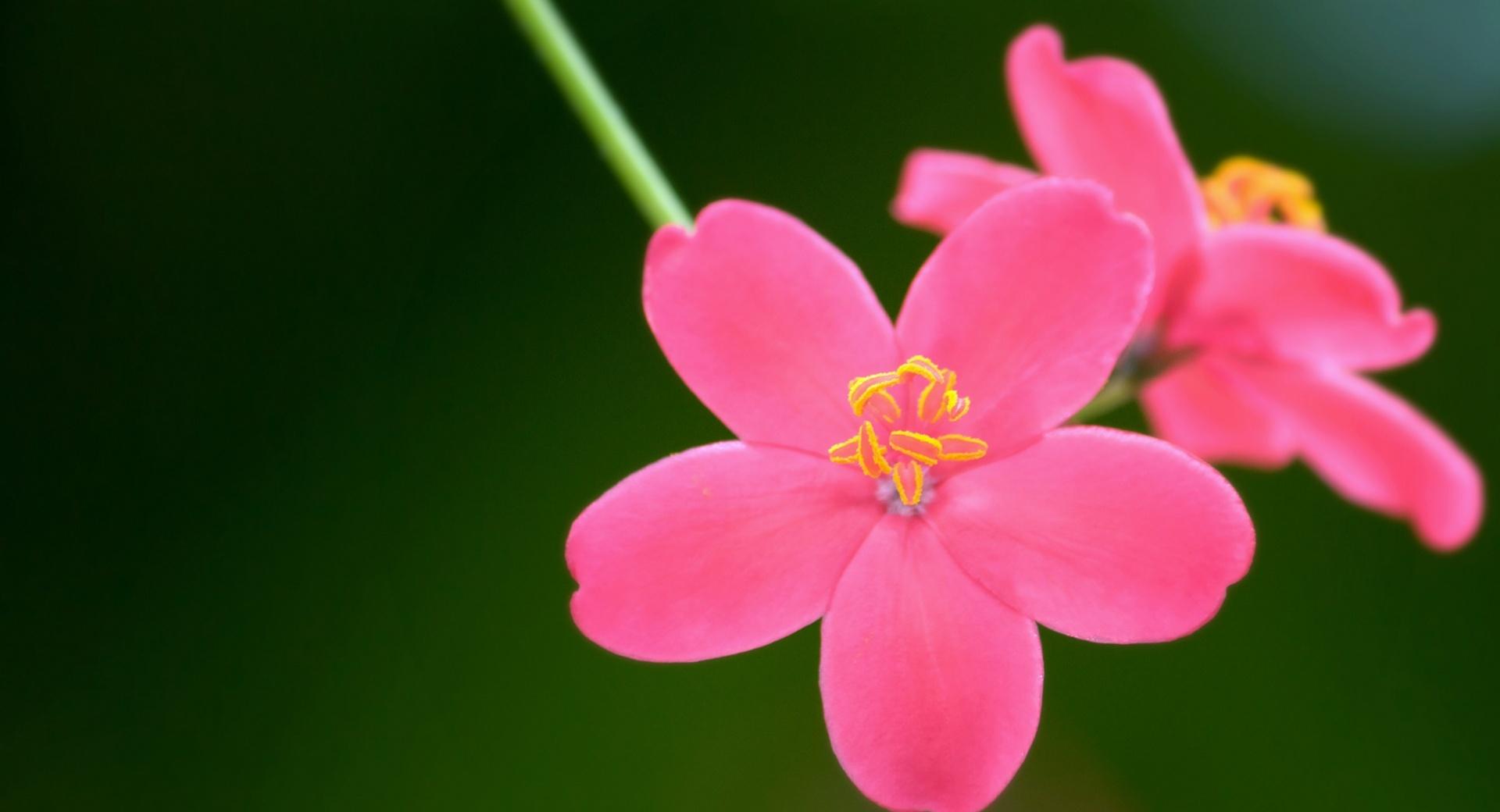 Spicy Jatropha at 1152 x 864 size wallpapers HD quality