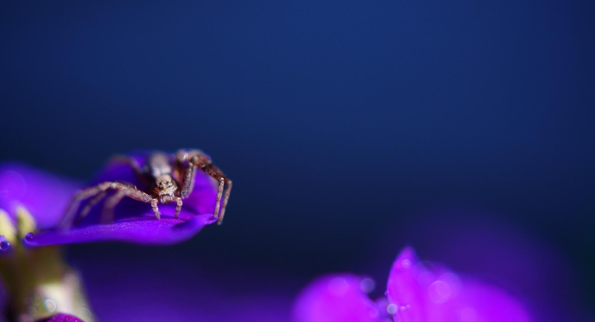 Spider on a Purple Flower at 640 x 1136 iPhone 5 size wallpapers HD quality