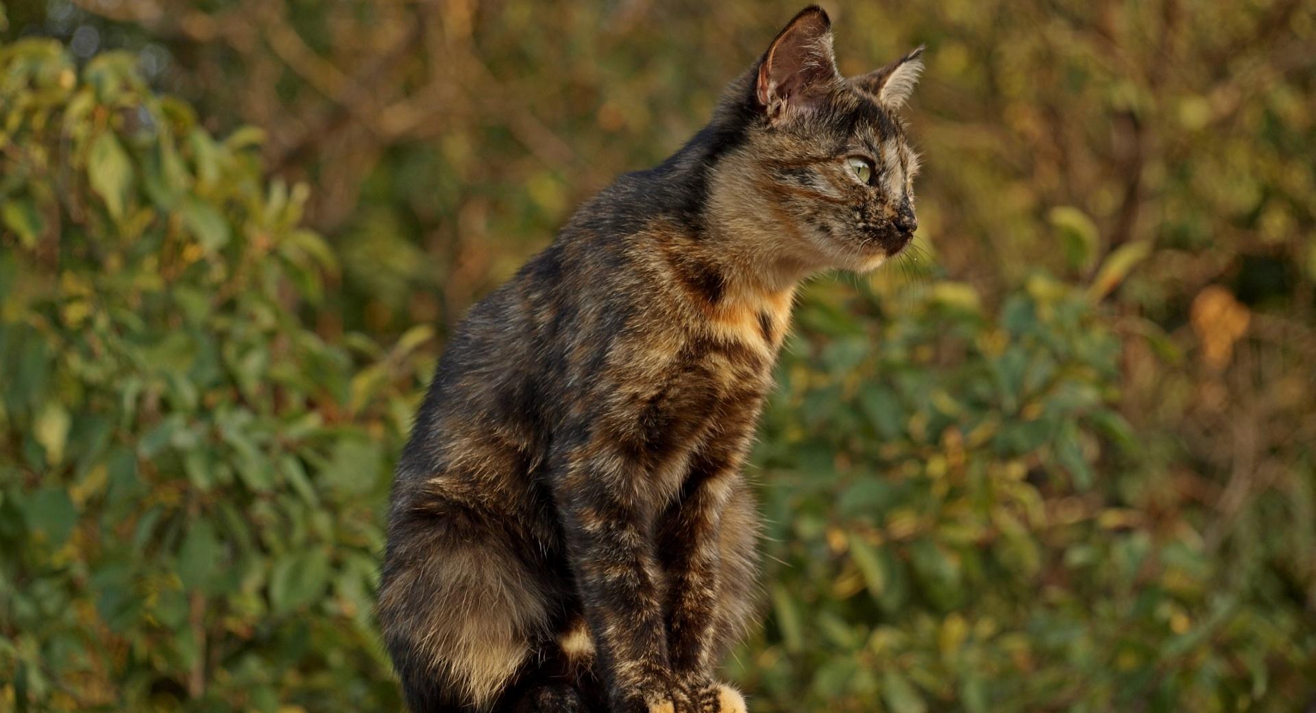 Spotted Cat at 640 x 1136 iPhone 5 size wallpapers HD quality