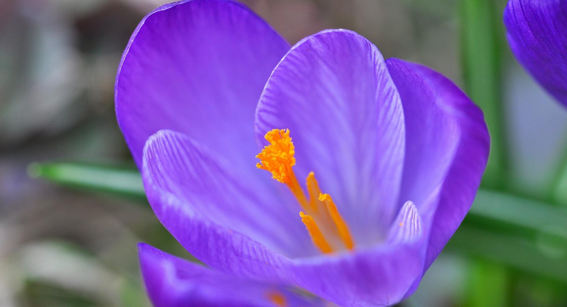 Spring Crocus Blossom at 320 x 480 iPhone size wallpapers HD quality