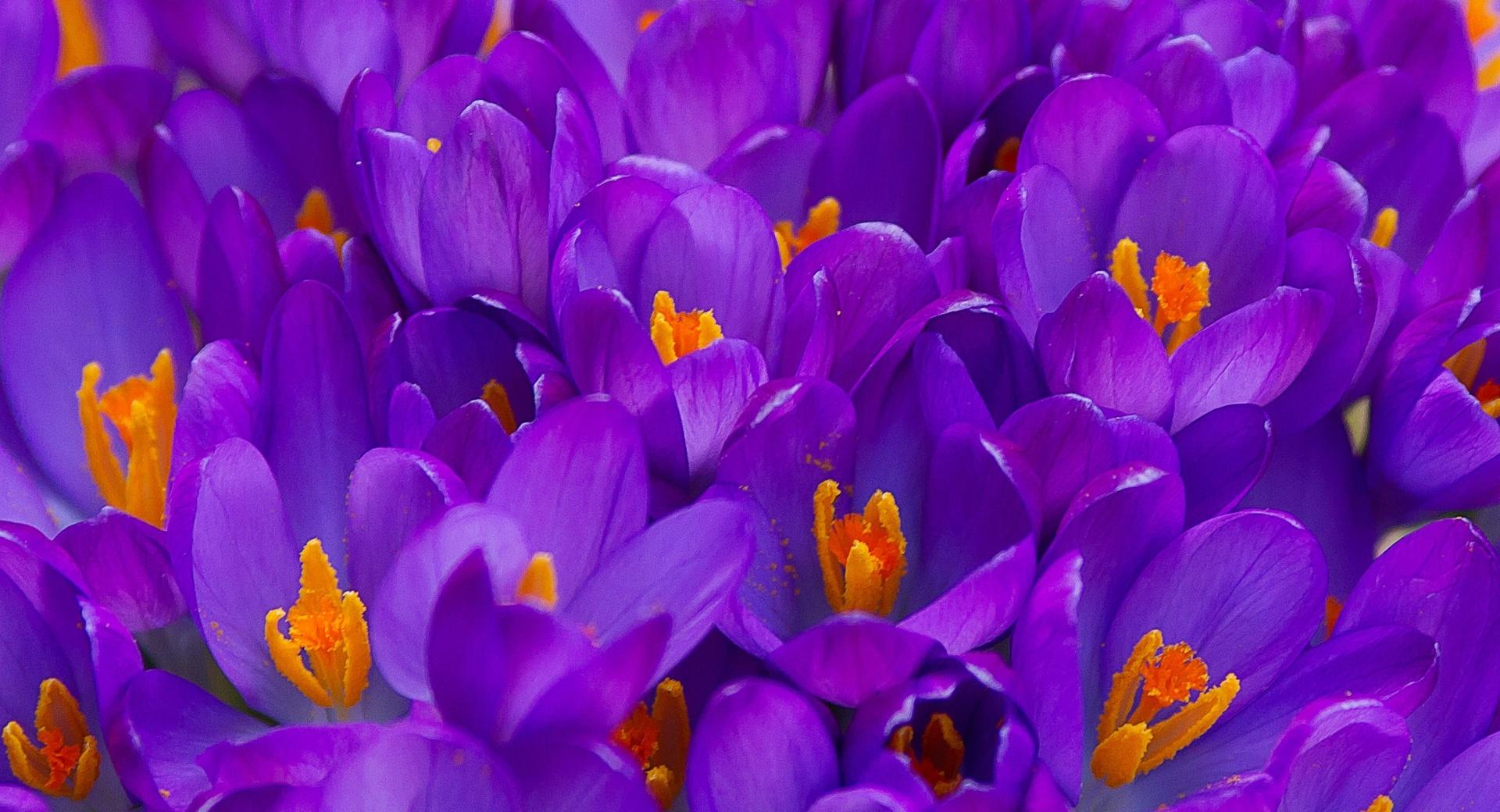 Spring Crocuses at 1024 x 1024 iPad size wallpapers HD quality