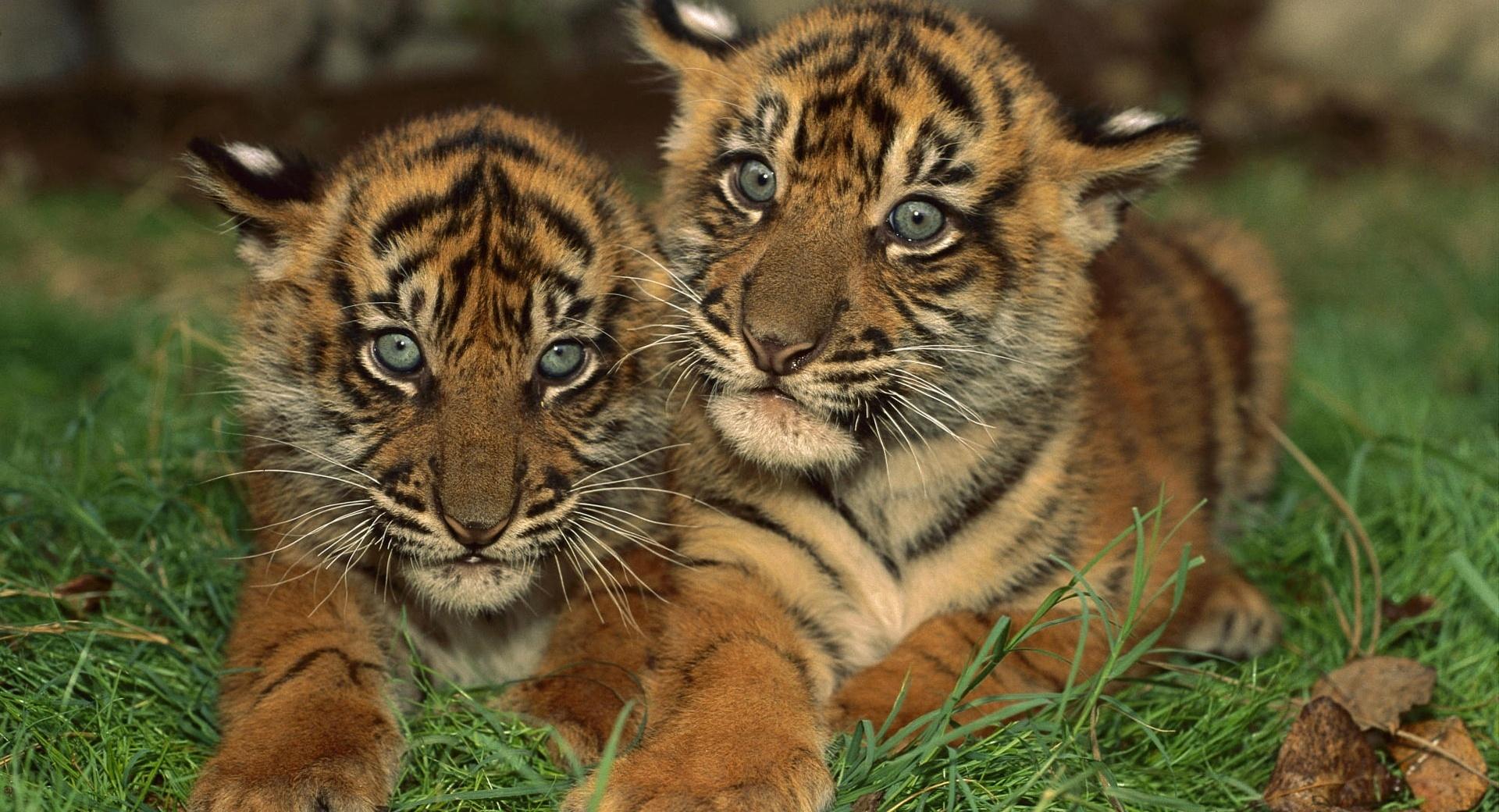 Sumatran Tiger Cubs at 1024 x 768 size wallpapers HD quality