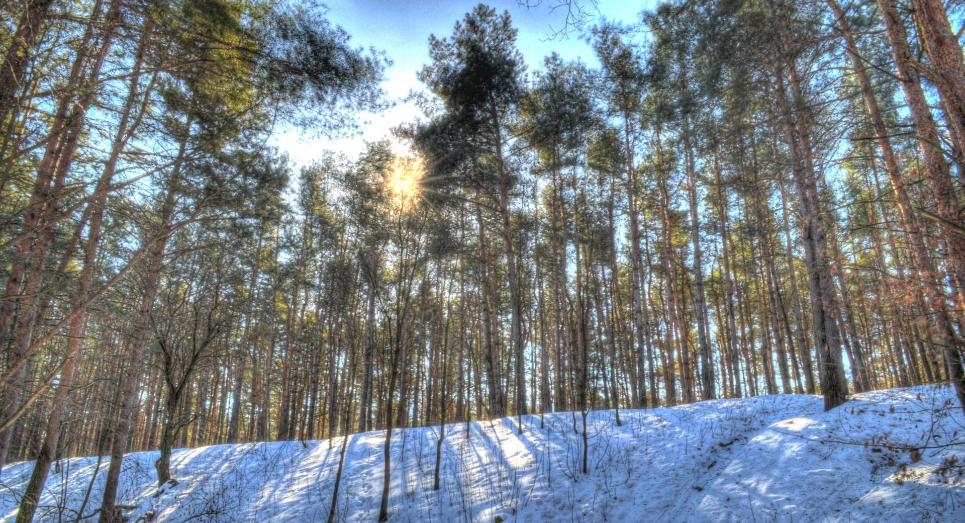 Sun in the Forest at 640 x 1136 iPhone 5 size wallpapers HD quality