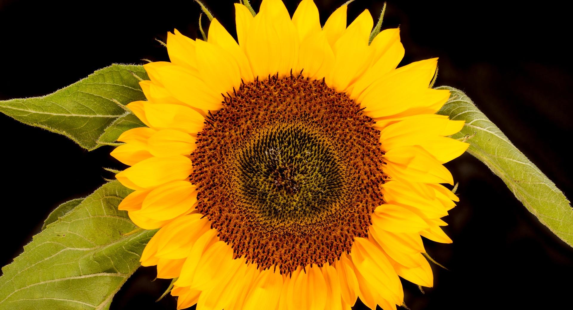 Sunflower Head, Black Background at 1152 x 864 size wallpapers HD quality