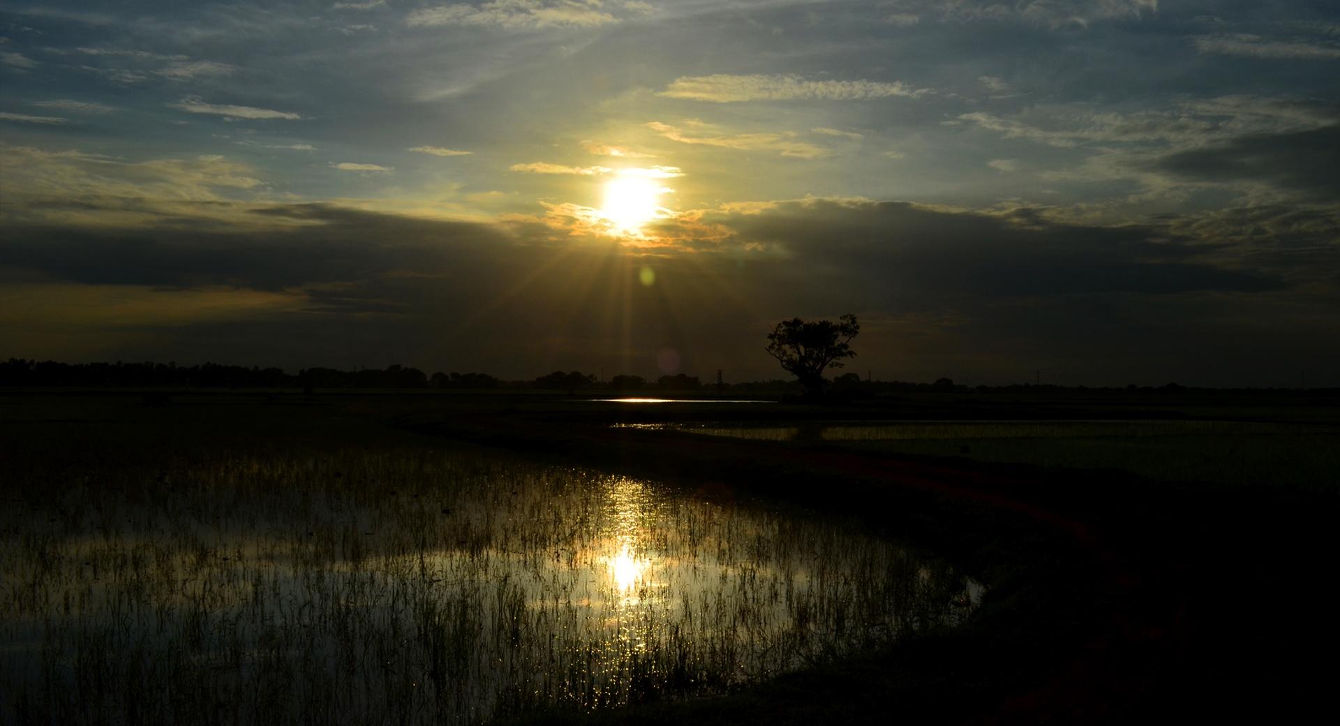 Sunset Reflects On Rice Land at 320 x 480 iPhone size wallpapers HD quality