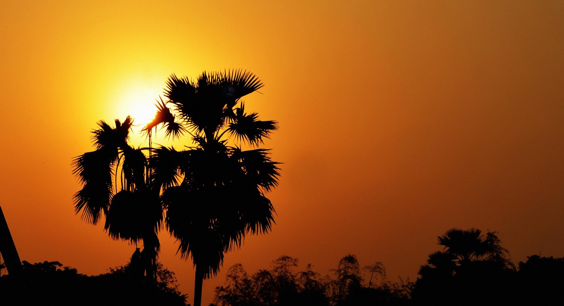 Sunset with Palm Tree wallpapers HD quality