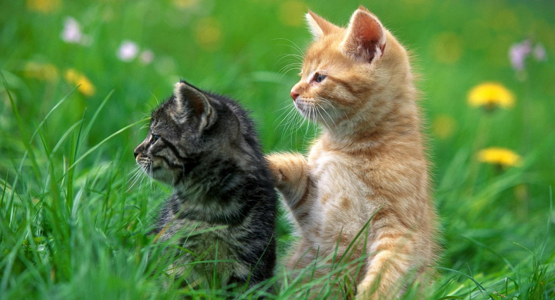 Sweet Kittens at 320 x 480 iPhone size wallpapers HD quality
